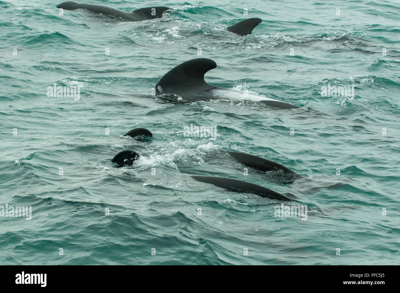 Globicephala melas, Balene Pilota, Kaikoura, North Otago, Nuova Zelanda Foto Stock