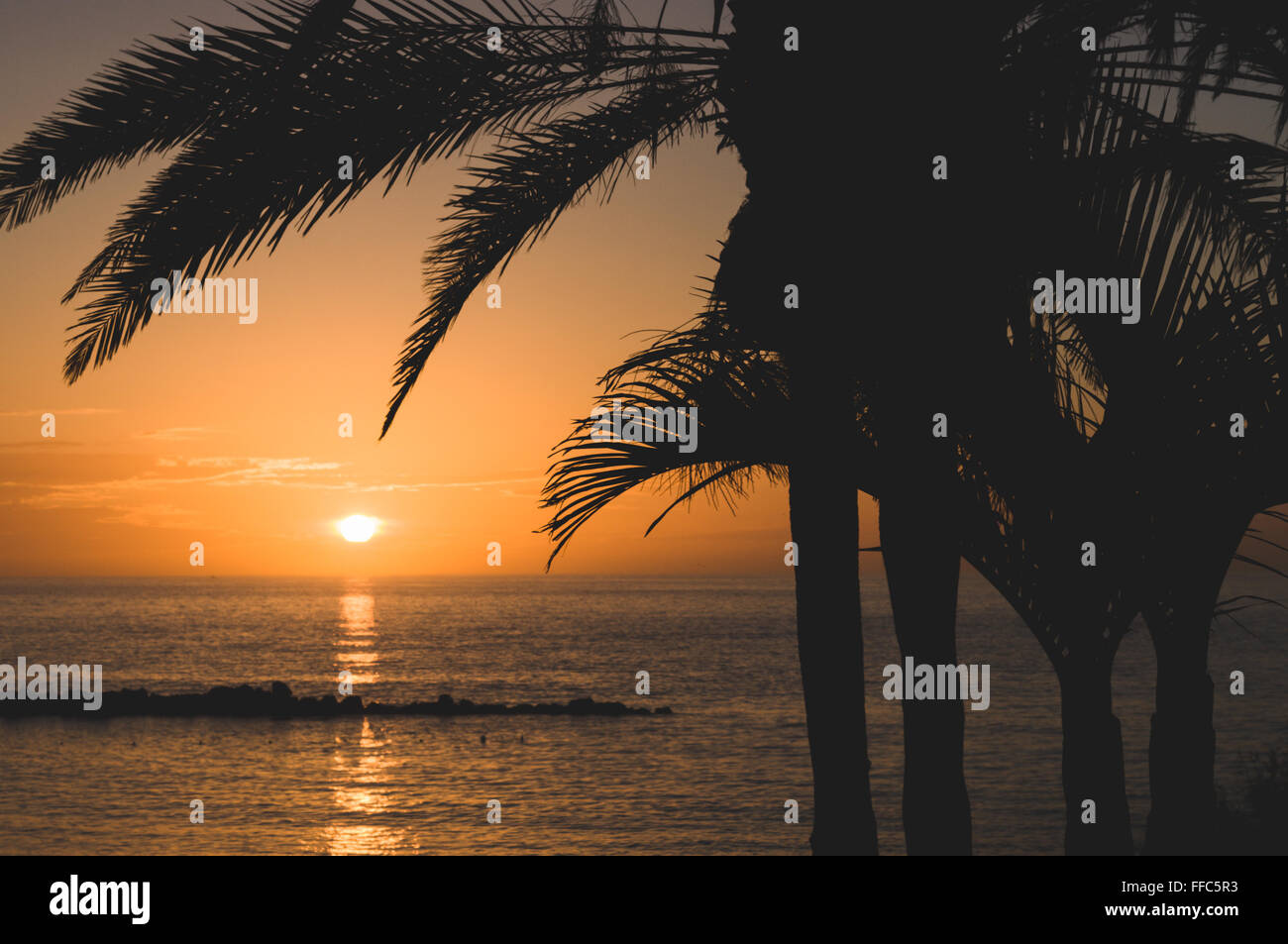 Palm tree silhouette contro scenic tramonto, matt immagine tonificante Foto Stock