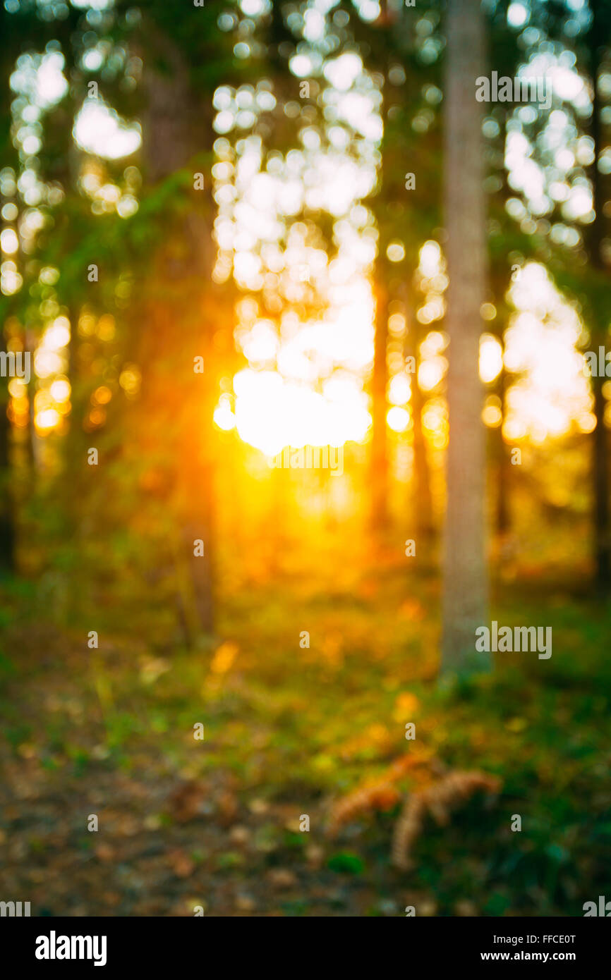 Abstract Estate Autunno Naturale Foresta sfocata sullo sfondo. Bokeh, Boke boschi con la luce del sole i colori verde e giallo della natura. Foto Stock