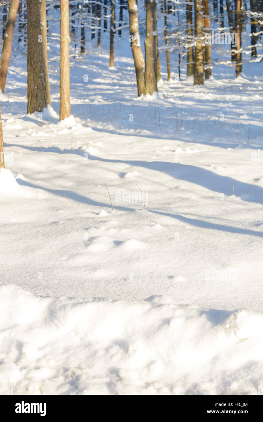 In inverno la neve sullo sfondo con la foresta per sessioni di ritratto. 80 mm. Foto Stock