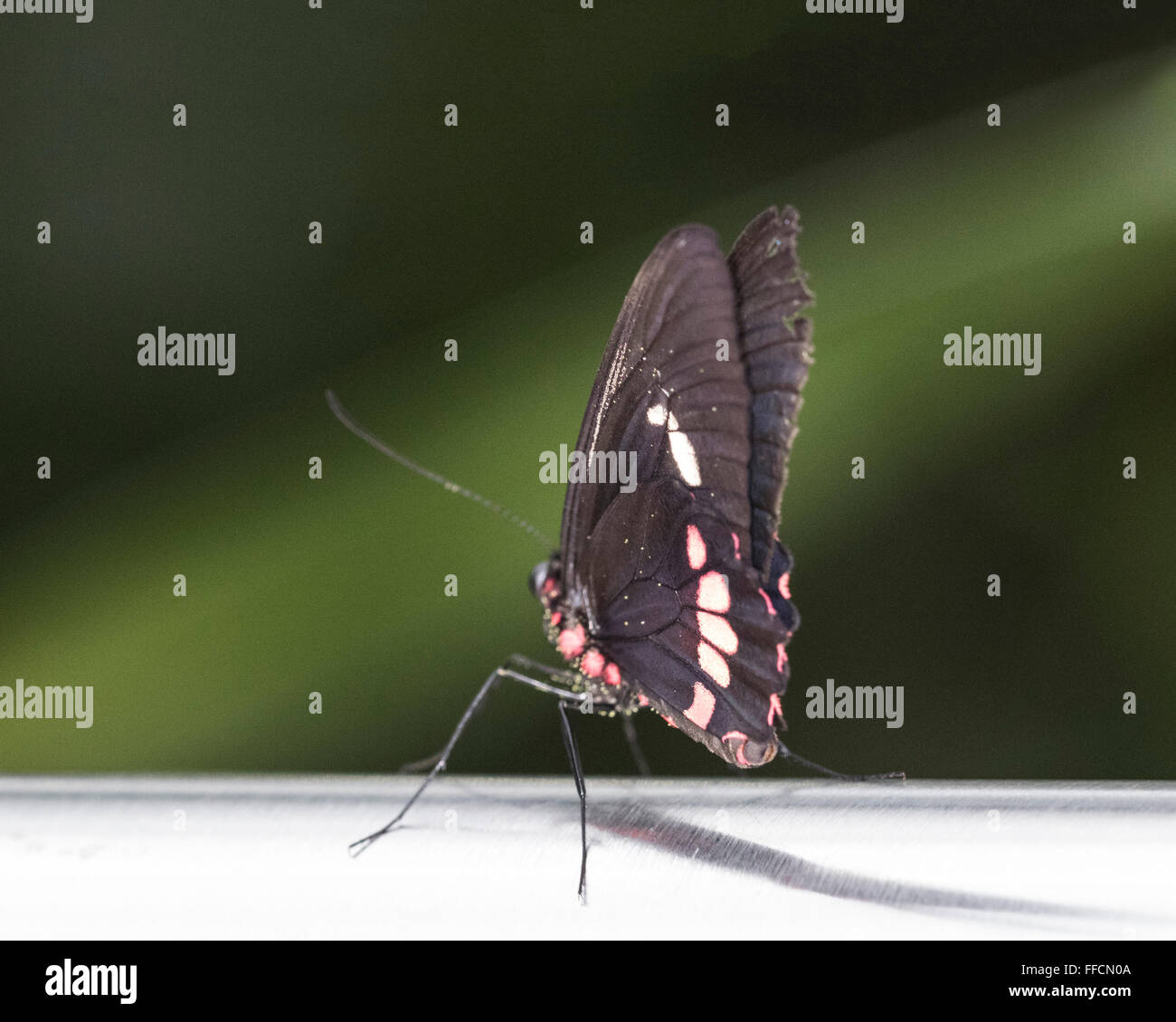 Portalettere butterfly (Heliconius melpomene :) Foto Stock