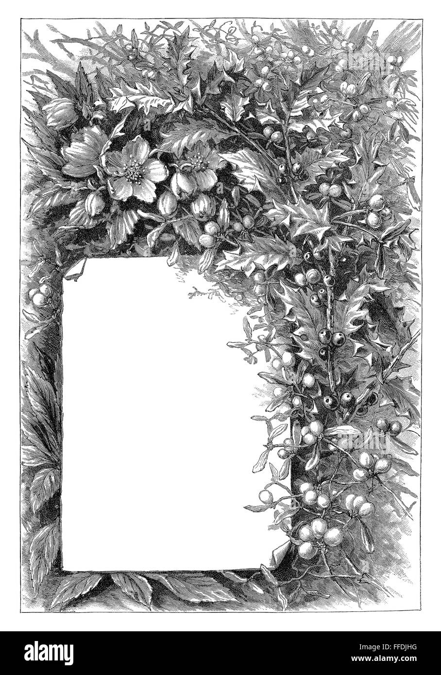 Bianco e nero incisione di agrifoglio e vischio che circonda un pannello bianco. Foto Stock