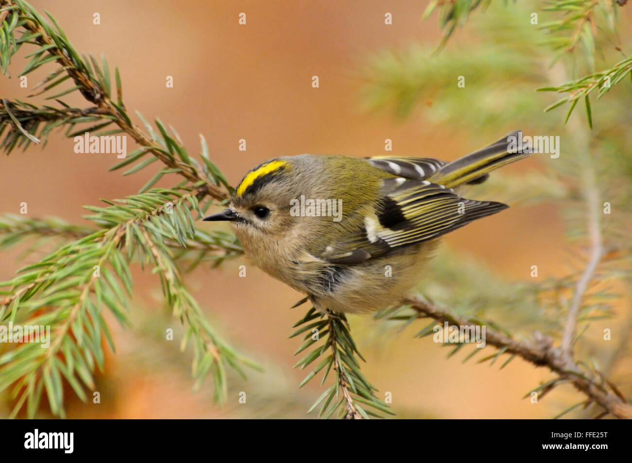 Goldcrest luminoso (Regulus regulus ) in abete. Regione di Mosca, Russia Foto Stock