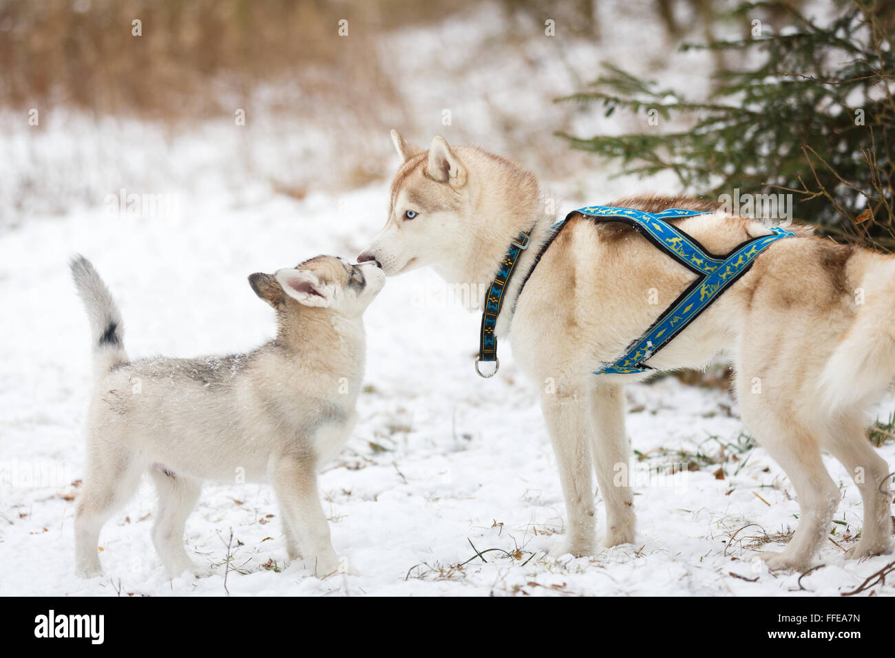 Husky adulto e cucciolo nella foresta di inverno Foto Stock