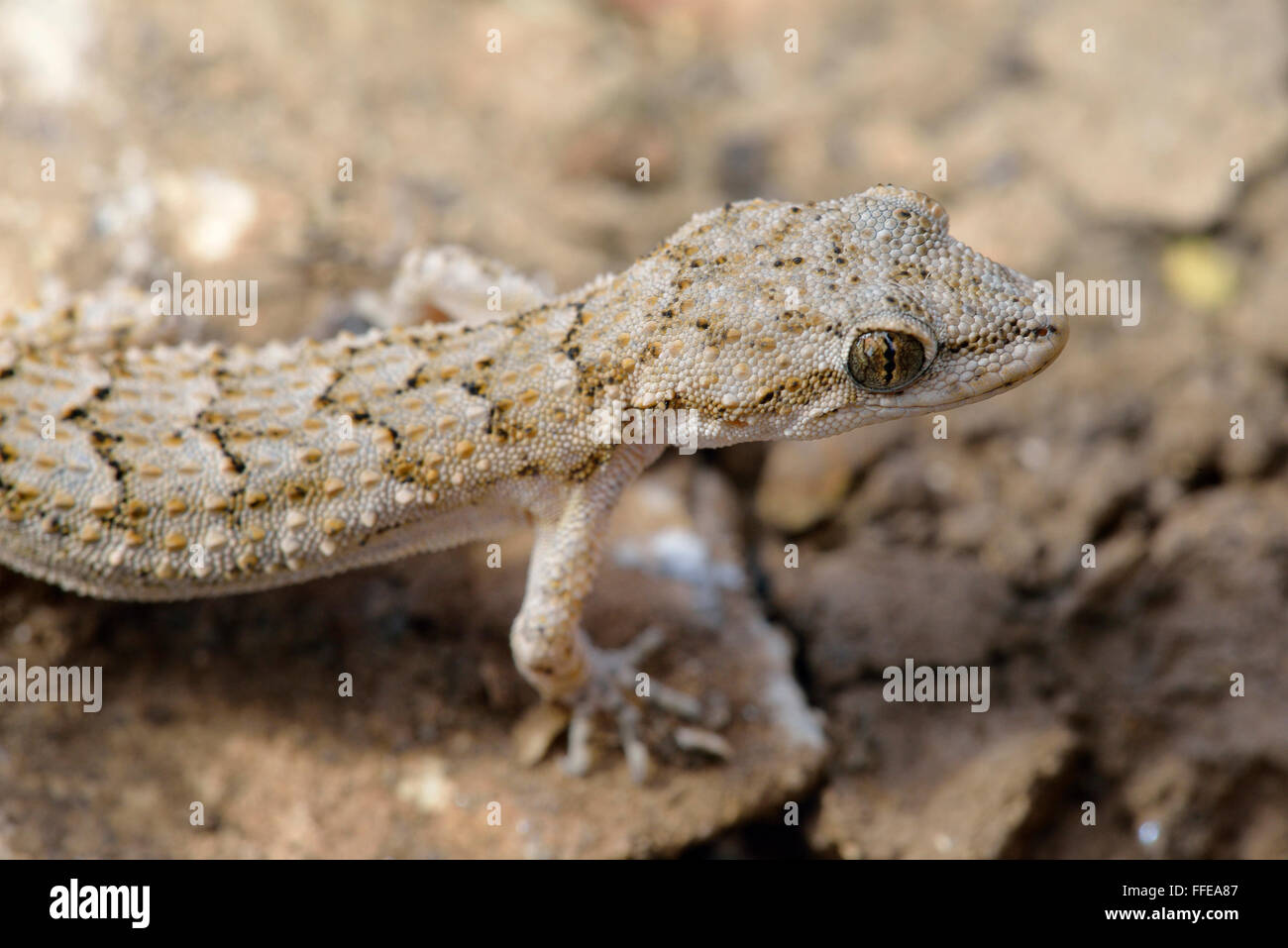 Kotschy's Gecko - Mediodactylus kotschyi piccoli rettili del Mediterraneo Foto Stock
