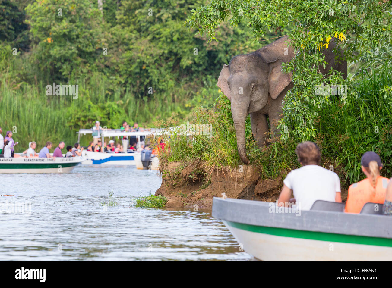 I turisti a guardare wild Bornean elefanti pigmei dalle barche sul fiume Kinabatangan, Sabah, Malaysia Foto Stock
