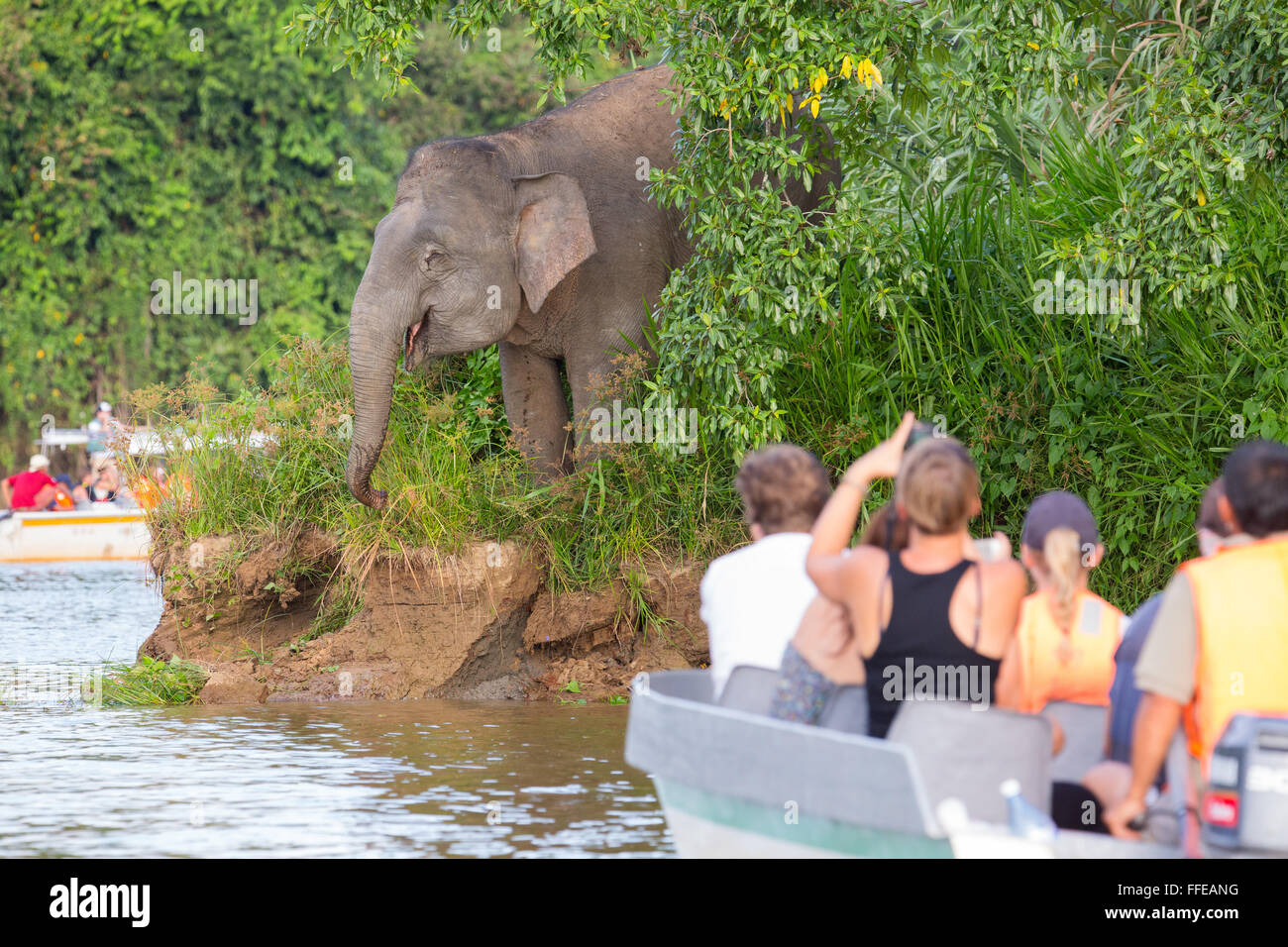 I turisti a guardare wild Bornean elefanti pigmei dalle barche sul fiume Kinabatangan, Sabah, Malaysia Foto Stock