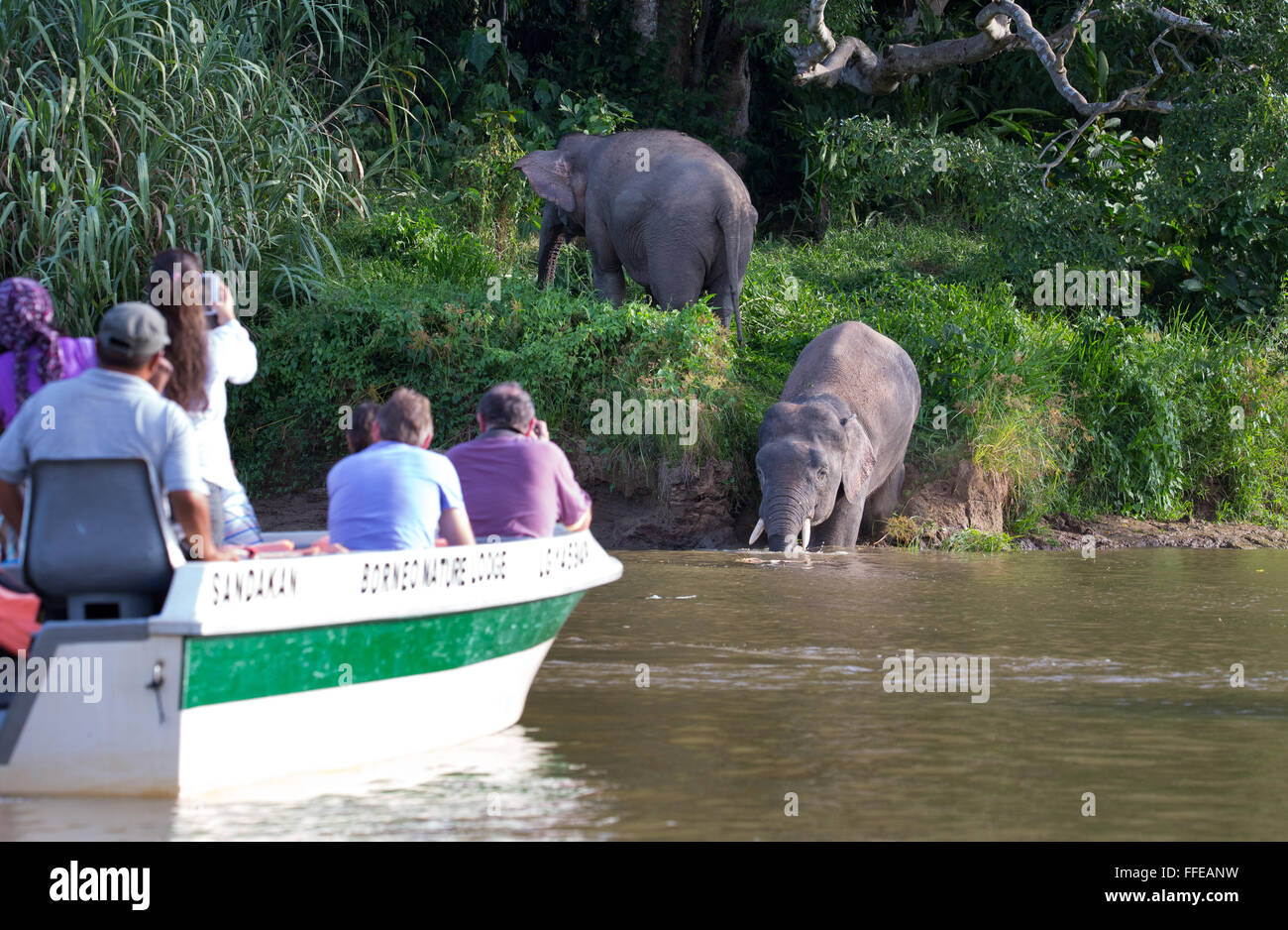 I turisti a guardare wild Bornean elefanti pigmei dalle barche sul fiume Kinabatangan, Sabah, Malaysia Foto Stock