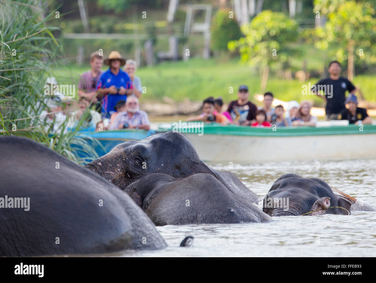 I turisti a guardare wild Bornean elefanti pigmei dalle barche sul fiume Kinabatangan, Sabah, Malaysia Foto Stock