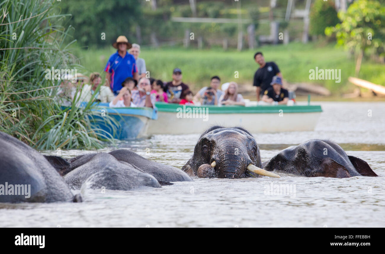 I turisti a guardare wild Bornean elefanti pigmei dalle barche sul fiume Kinabatangan, Sabah, Malaysia Foto Stock