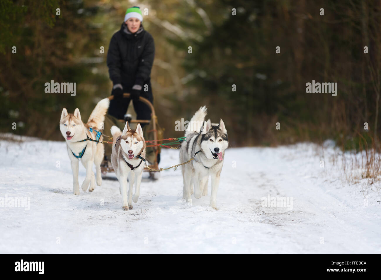 Inverno Sled Dog racing musher e husky Foto Stock