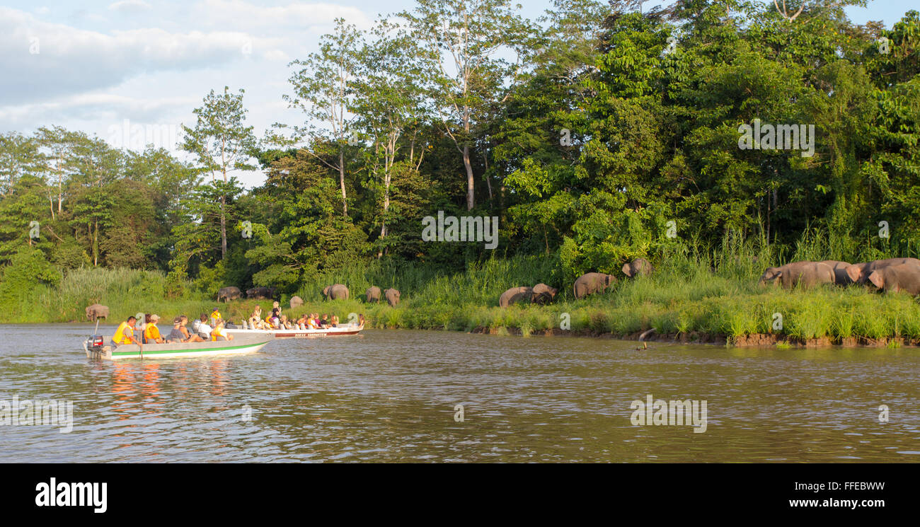 I turisti a guardare wild Bornean elefanti pigmei dalle barche sul fiume Kinabatangan, Sabah, Malaysia Foto Stock