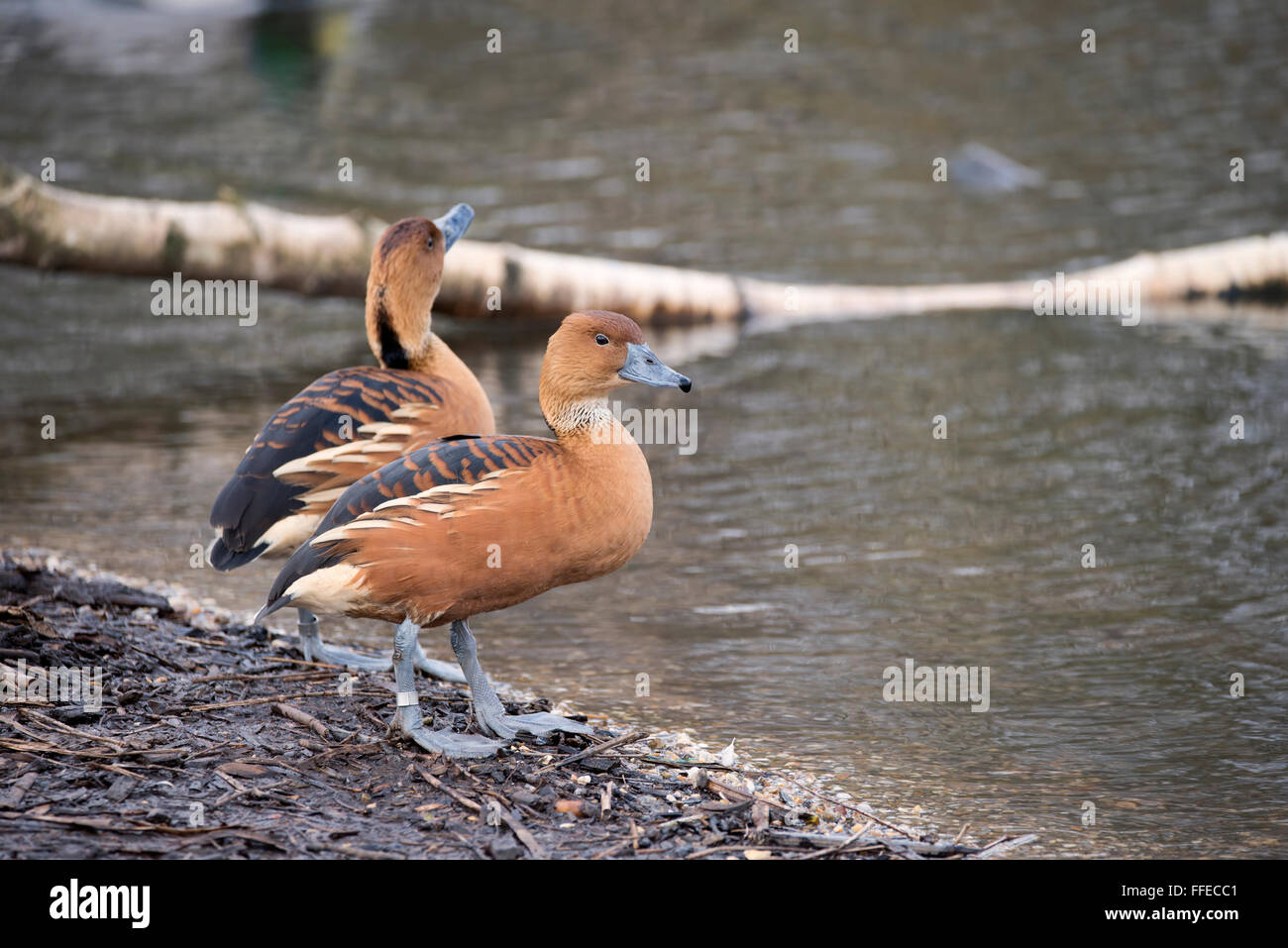 Bel ritratto di sibilo fulvous anatra in wild Foto Stock