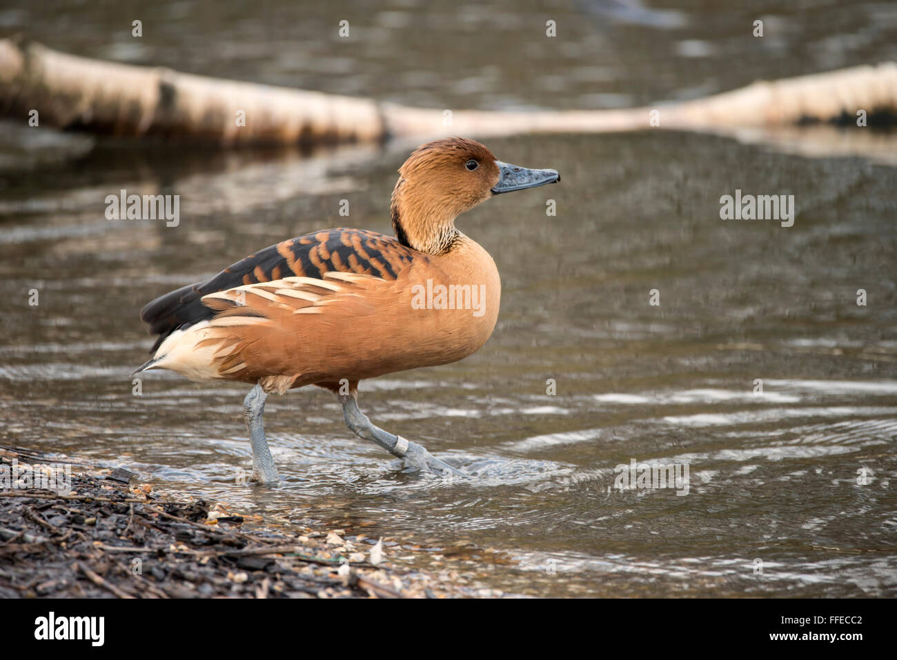 Bel ritratto di sibilo fulvous anatra in wild Foto Stock