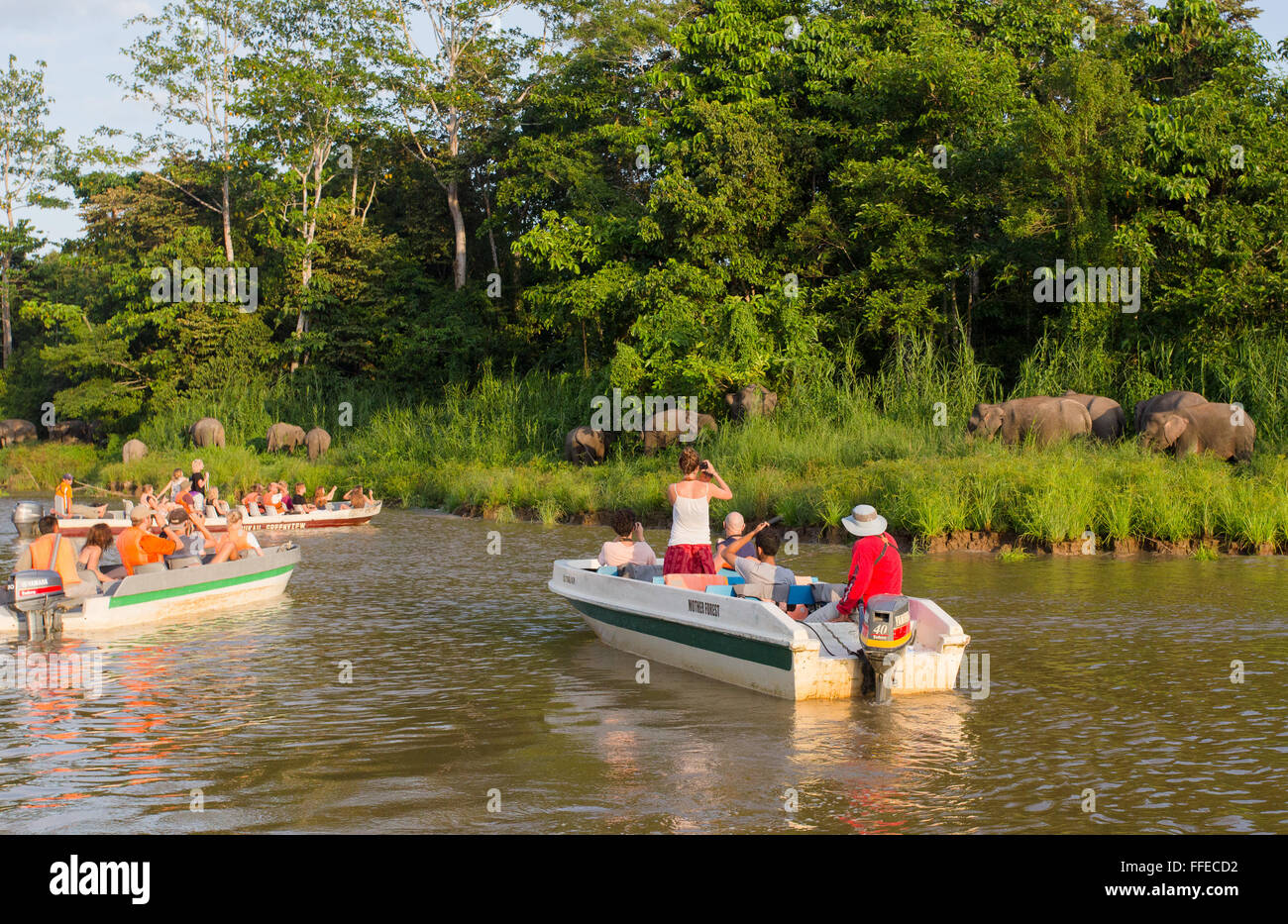 I turisti a guardare wild Bornean elefanti pigmei dalle barche sul fiume Kinabatangan, Sabah, Malaysia Foto Stock