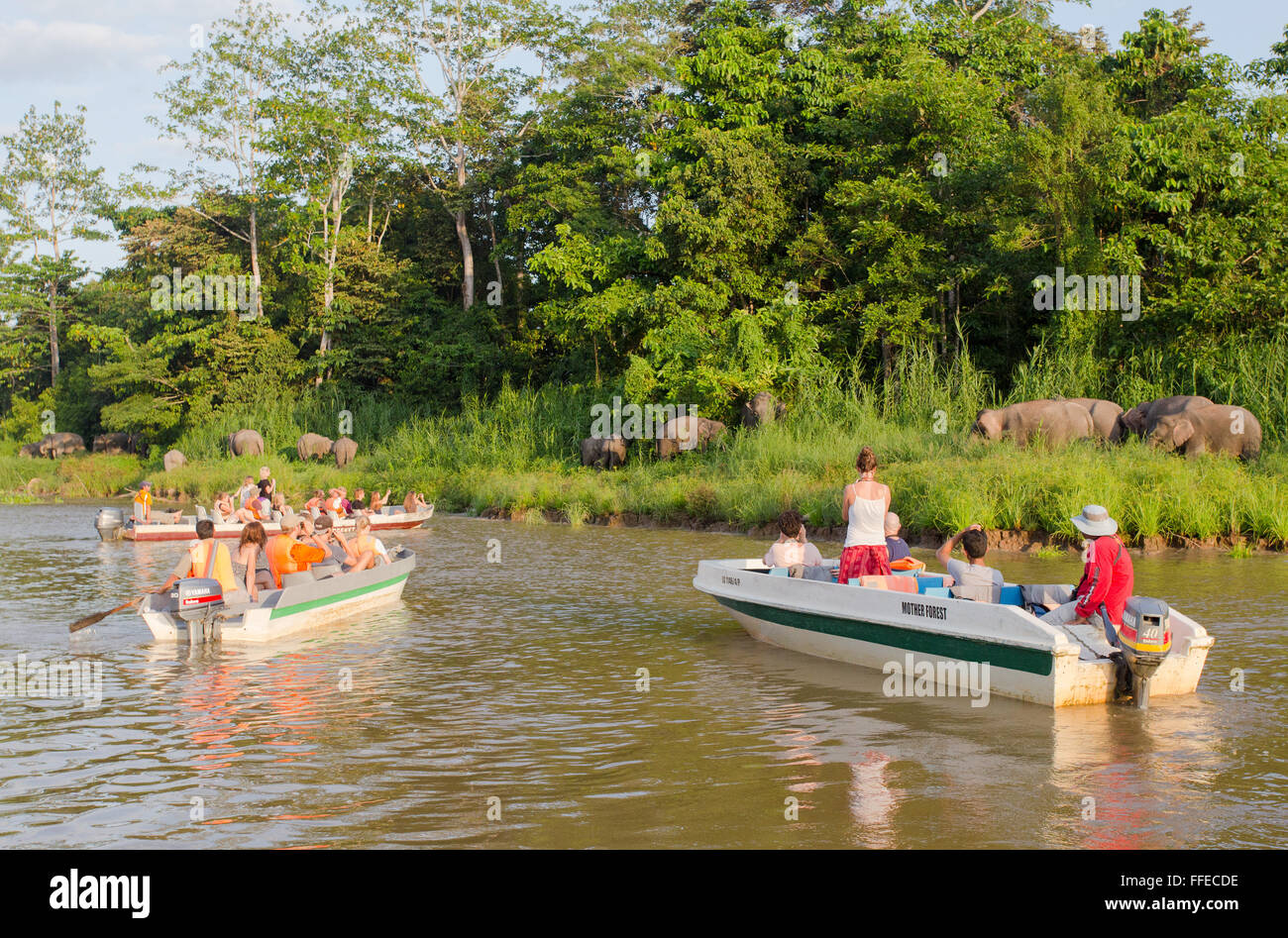 I turisti a guardare wild Bornean elefanti pigmei dalle barche sul fiume Kinabatangan, Sabah, Malaysia Foto Stock