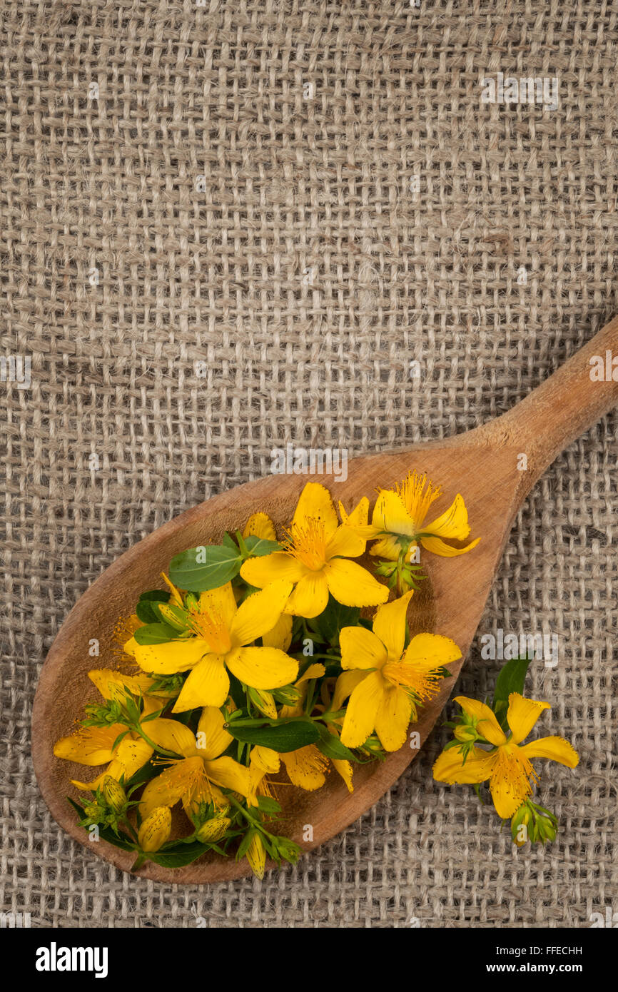 Freschi fiori gialli della pianta medicinale erba di San Giovanni sul cucchiaio di legno, tela, sfondo spazio copia Foto Stock