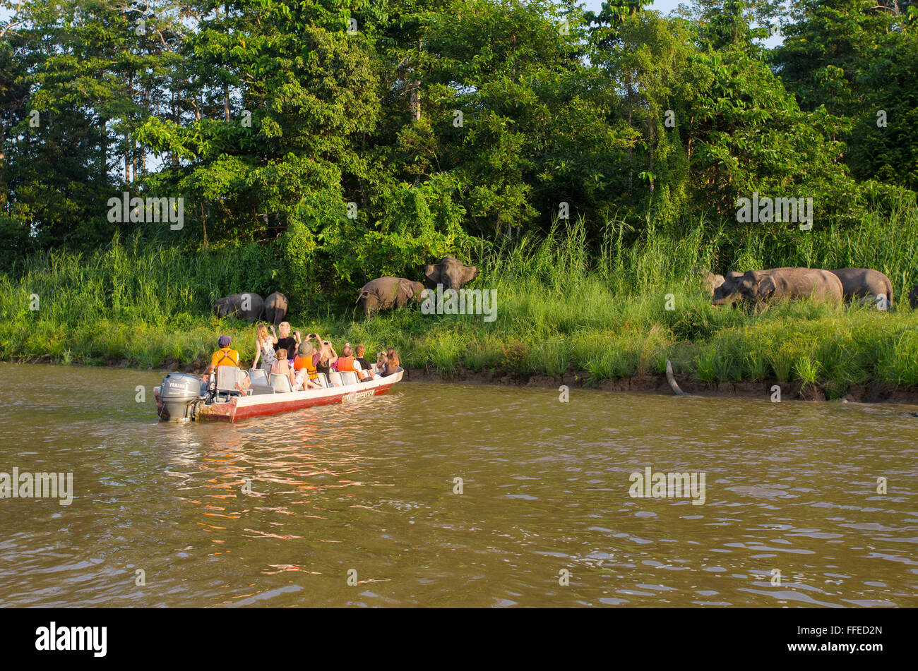 Bornean elefante pigmeo (Elephas maximus borneensis), fiume Kinabatangan, Sabah, Malaysia Foto Stock