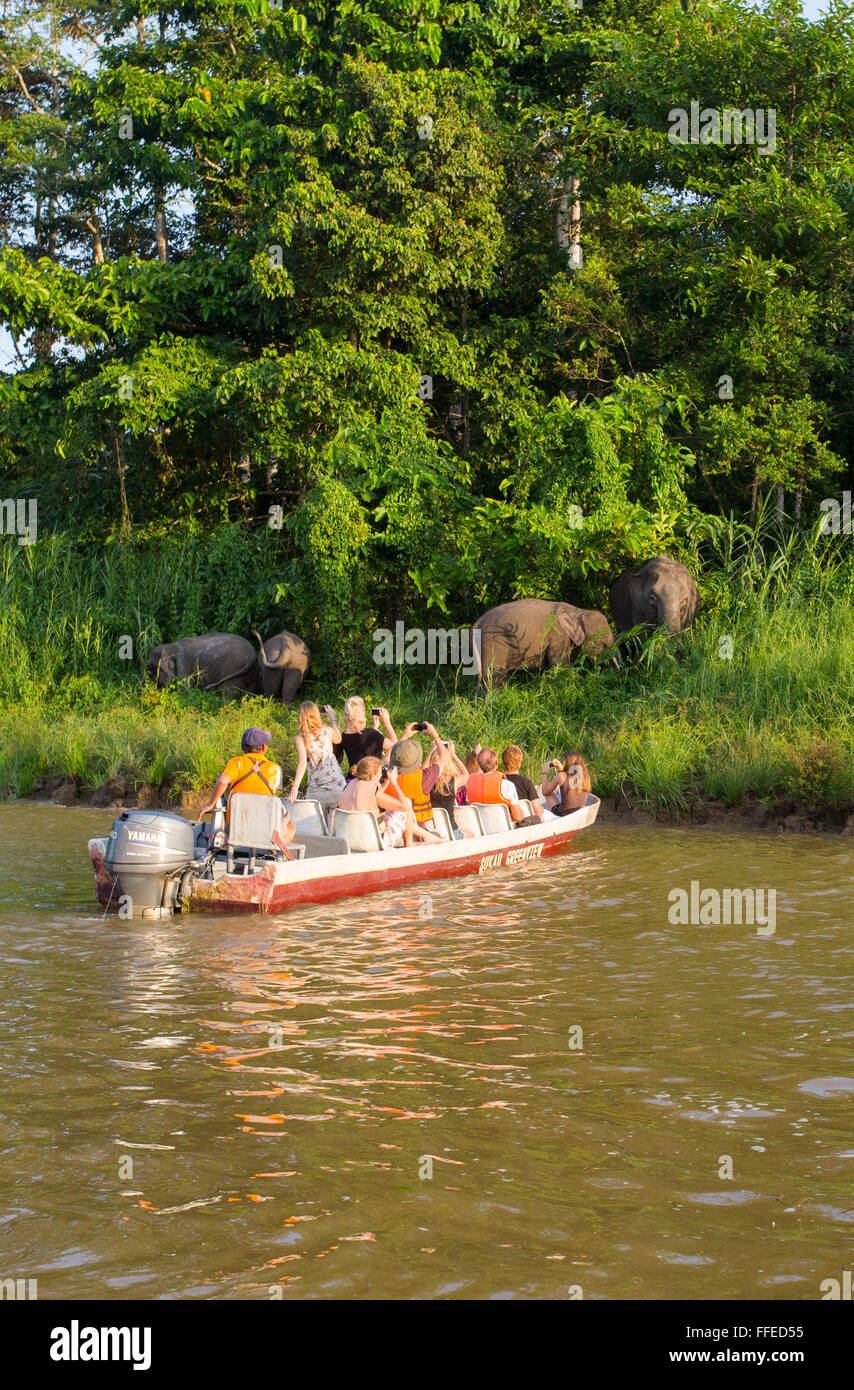 Bornean elefante pigmeo (Elephas maximus borneensis), fiume Kinabatangan, Sabah, Malaysia Foto Stock
