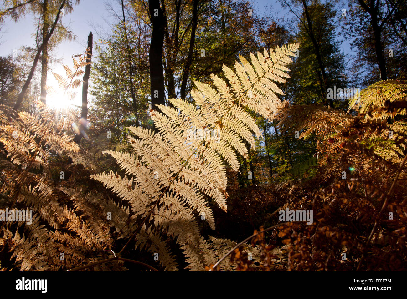 L'Europa, in Germania, in Renania settentrionale-Vestfalia, autunno in una foresta all'Ruhrhoehenweg nel Ardey montagne vicino Wetter, felce. Foto Stock