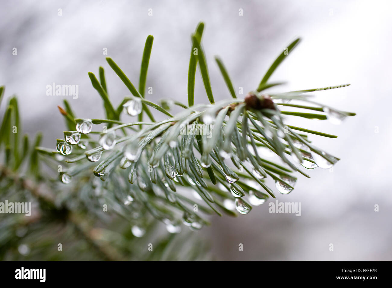 L'Europa, Germania, gocce d'acqua su aghi di abete. Foto Stock