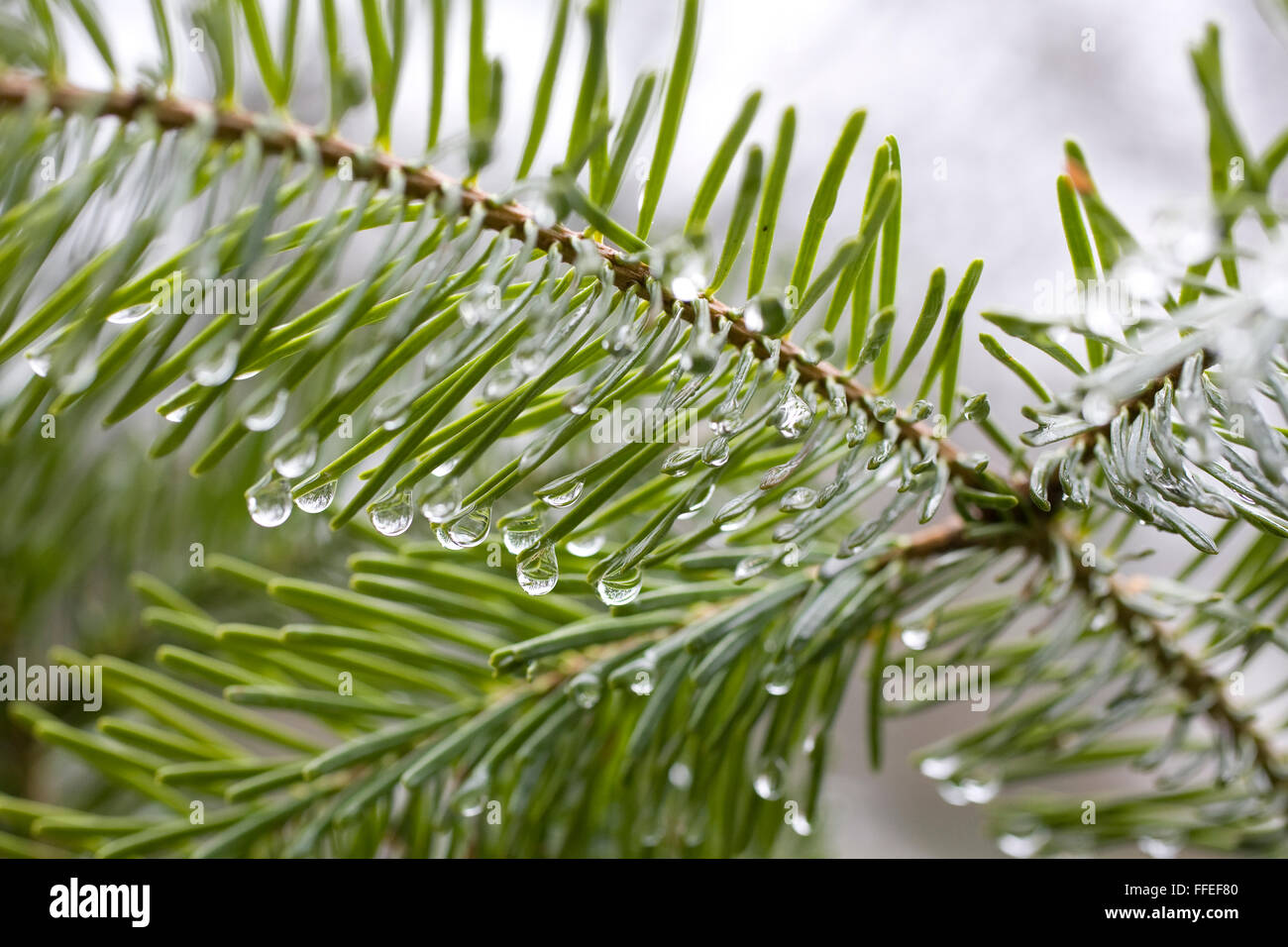 L'Europa, Germania, gocce d'acqua su aghi di abete. Foto Stock