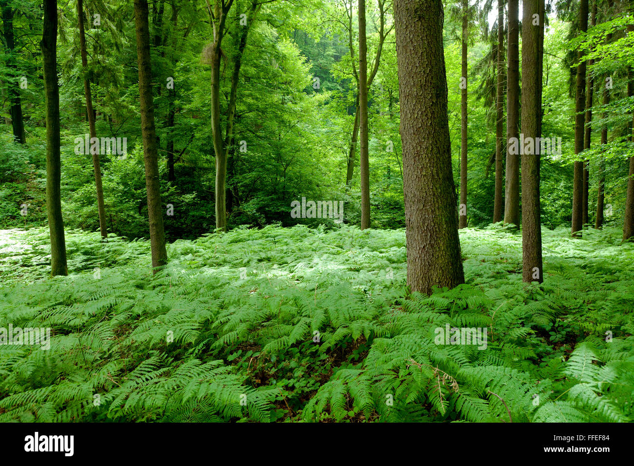 L'Europa, in Germania, in Renania settentrionale-Vestfalia, felce in una foresta all'Ardey montagne vicino alla città di Herdecke. Foto Stock