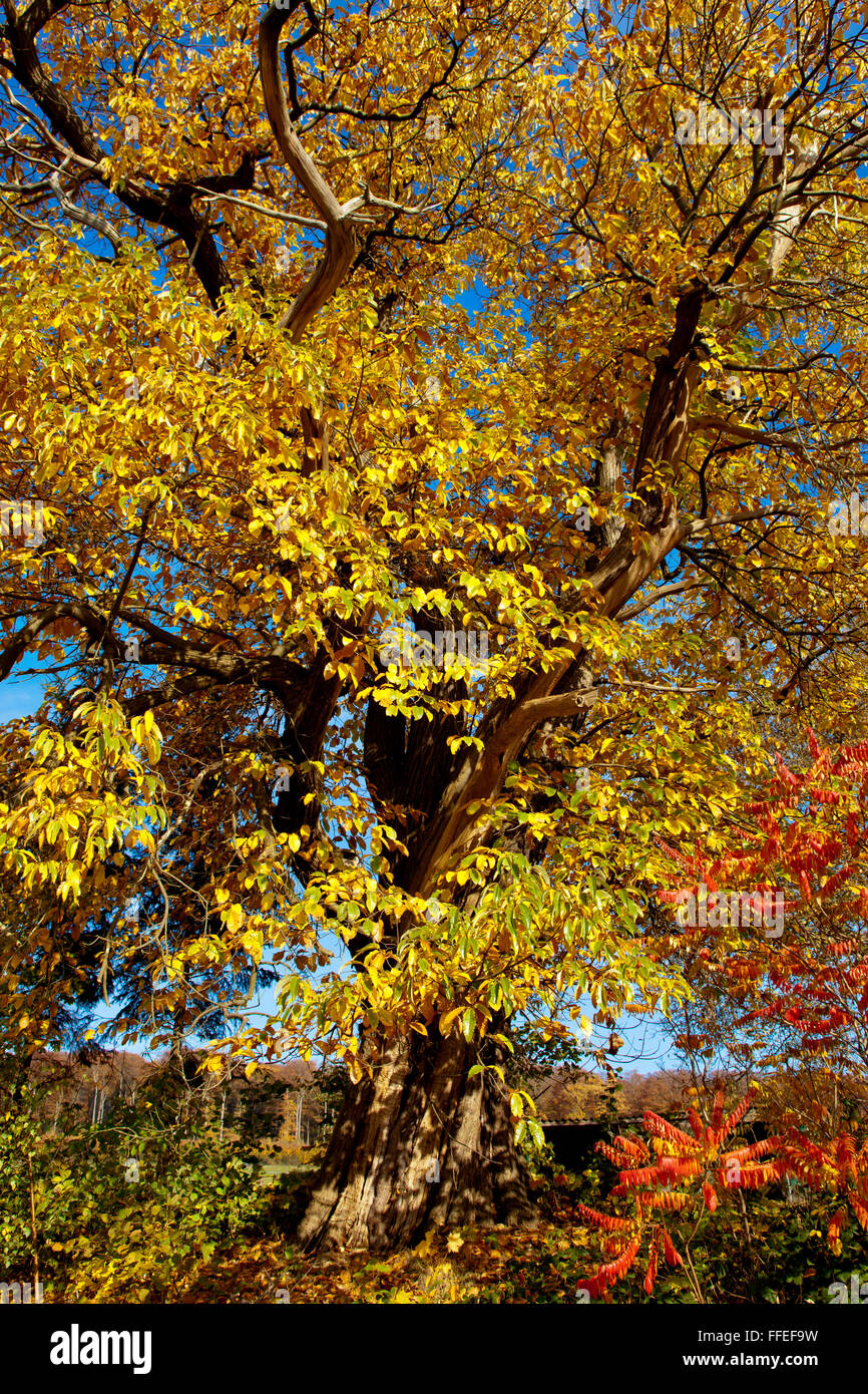 L'Europa, in Germania, in Renania settentrionale-Vestfalia, il vecchio albero di castagno vicino a manor Schede in Ardey montagne vicino a Herdecke, l'autunno. Foto Stock