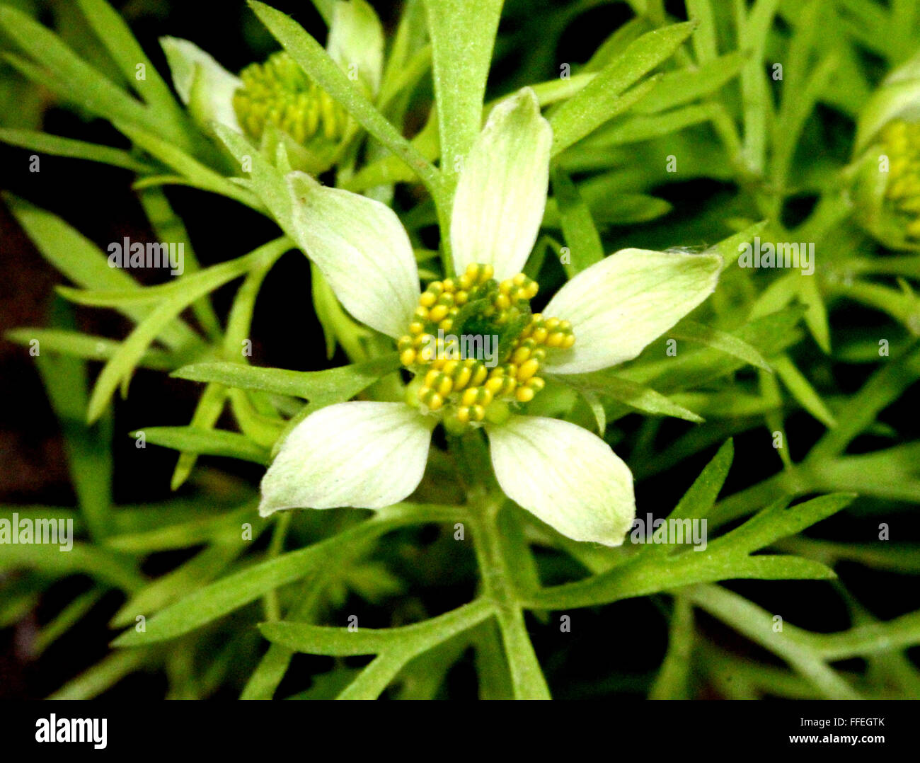 Nigella sativa, cumino nero, annuali coltivate con erbe finemente suddiviso di foglie e di bianco pallido fiori, capsula semi neri Foto Stock