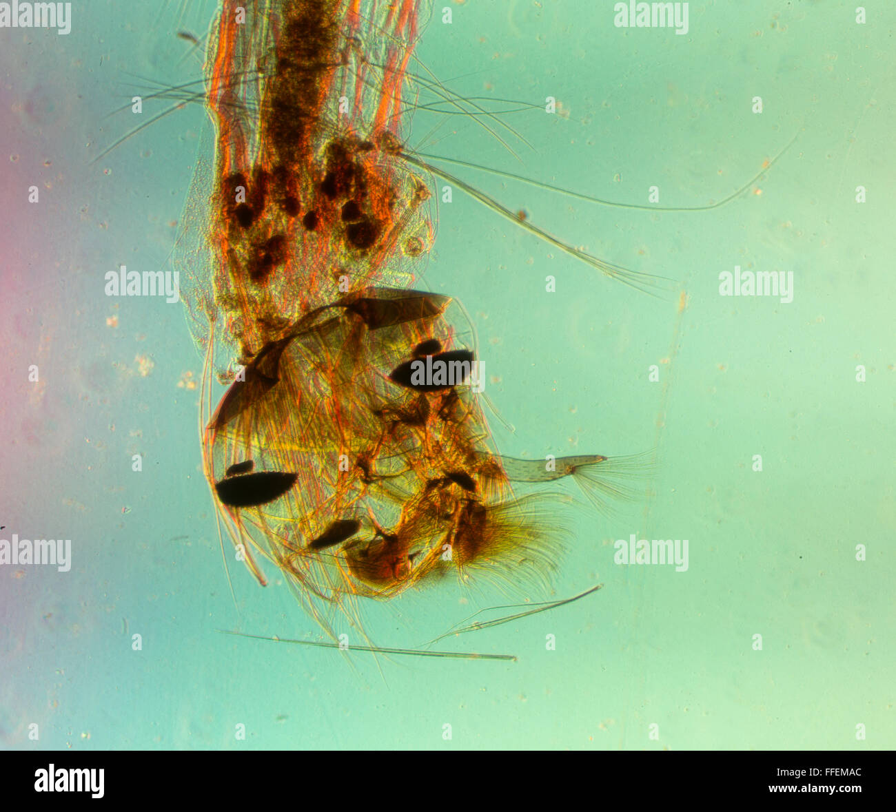 Immagine microscopica larva di zanzara Foto Stock