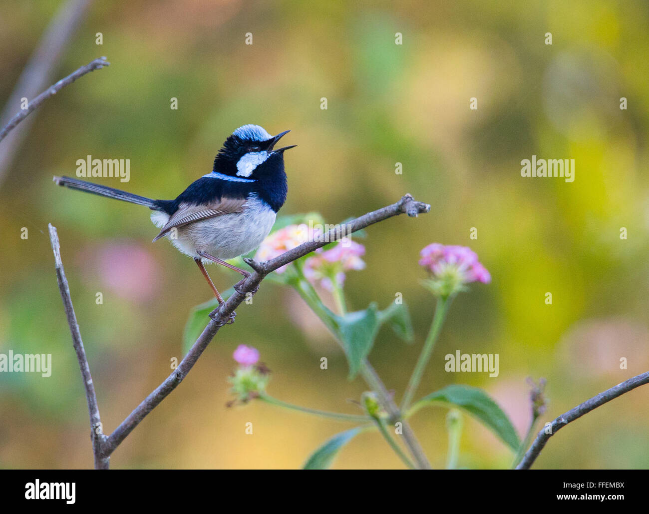 Superbo maschio Fairy-wren (Malurus cyaneus) cantare, NSW, Australia Foto Stock