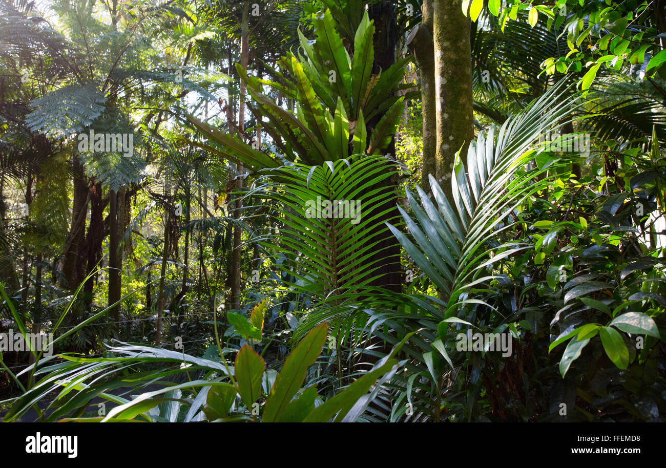 Le palme in una lussureggiante foresta pluviale subtropicale, tisana National Park, NSW, Australia Foto Stock