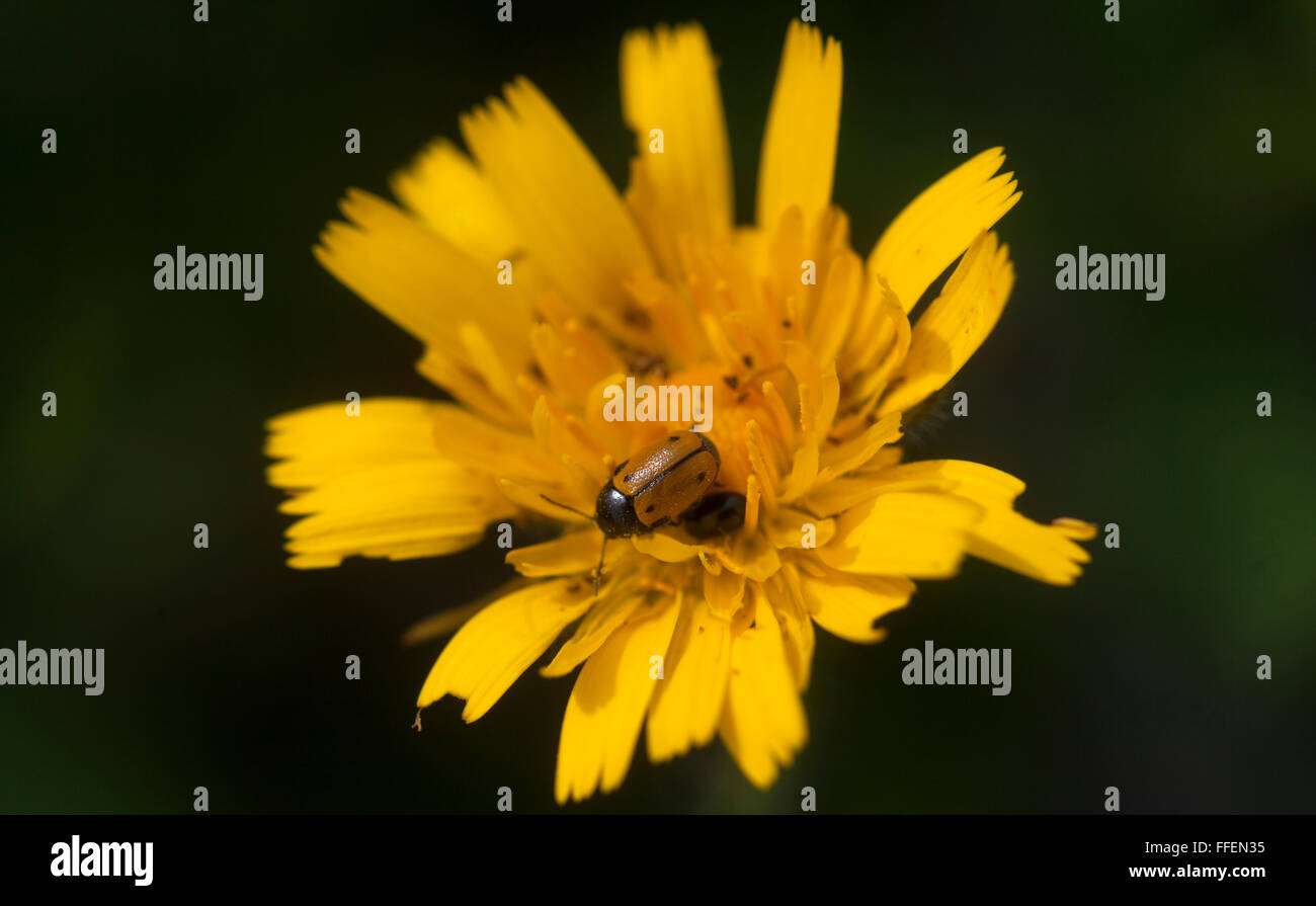 Una signora bug posatoi su un fiore giallo in Prado del Rey, Sierra de Cadice, Andalusia, Spagna Foto Stock