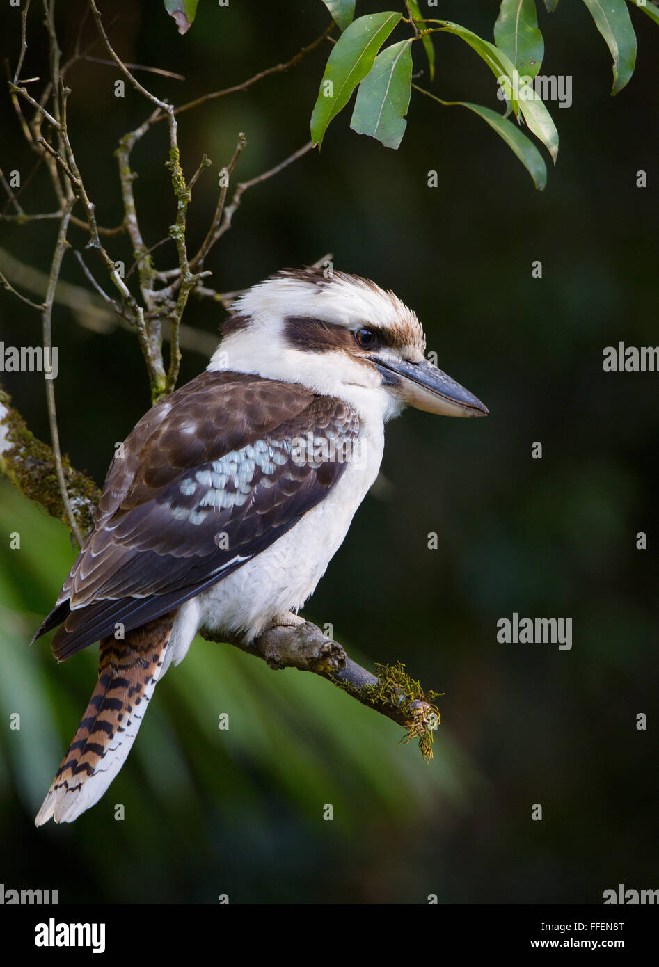 Ridendo Kookaburra (Dacelo novaeguineae), un bicchierino National Park, NSW, Australia Foto Stock