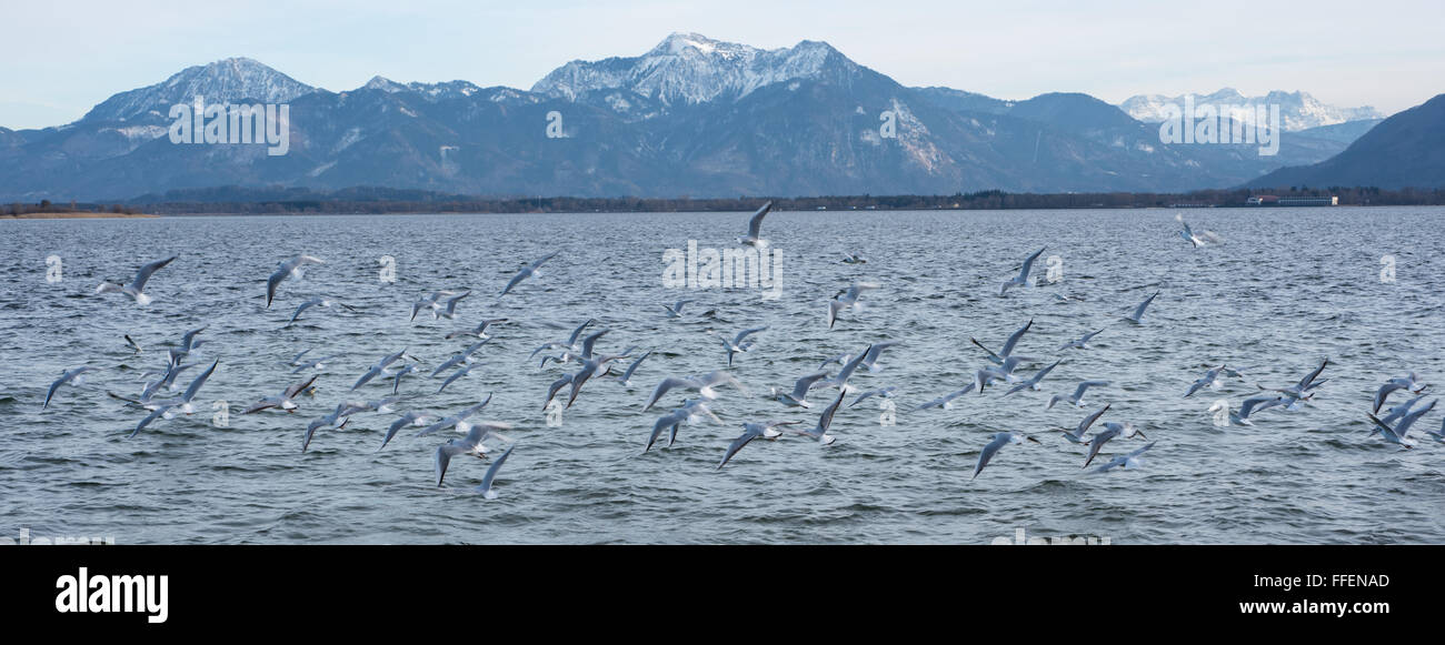 Vista panoramica del lago Chiemsee con montagne e battenti gabbiani Foto Stock