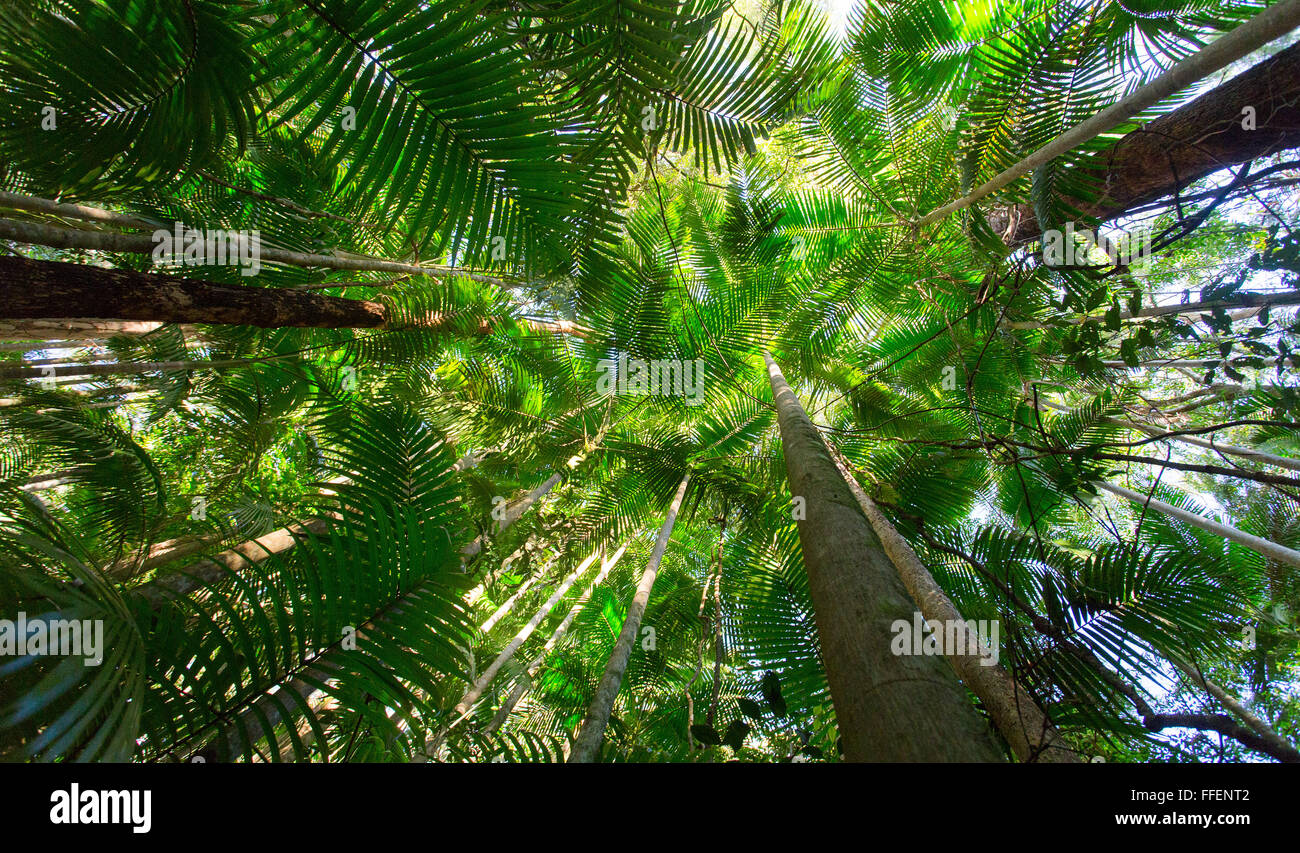 Le palme in una lussureggiante foresta pluviale subtropicale, tisana National Park, NSW, Australia Foto Stock