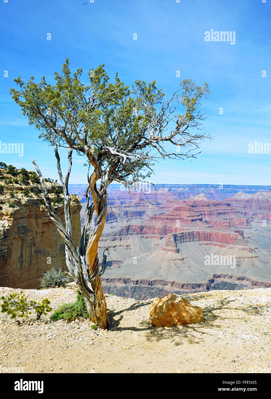 Albero cresce sul bordo del Grand Canyon in Arizona, una ripida=sided canyon scavate dal fiume Colorado abitato dai nativi americani. Foto Stock