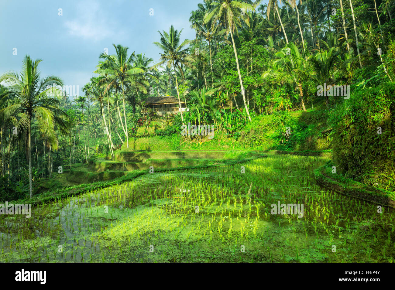 Tegallalang terrazze di riso, Ubud, Bali, Indonesia Foto Stock