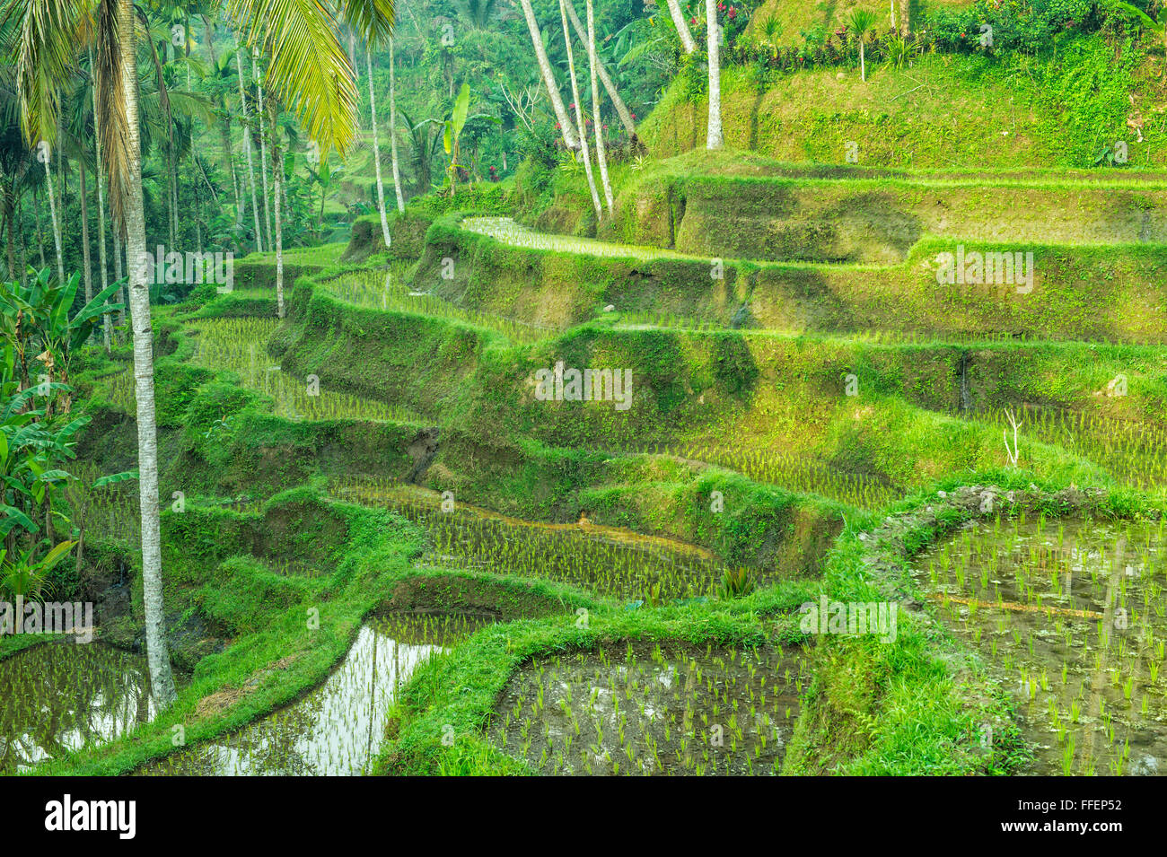 Tegallalang terrazze di riso, Ubud, Bali, Indonesia Foto Stock