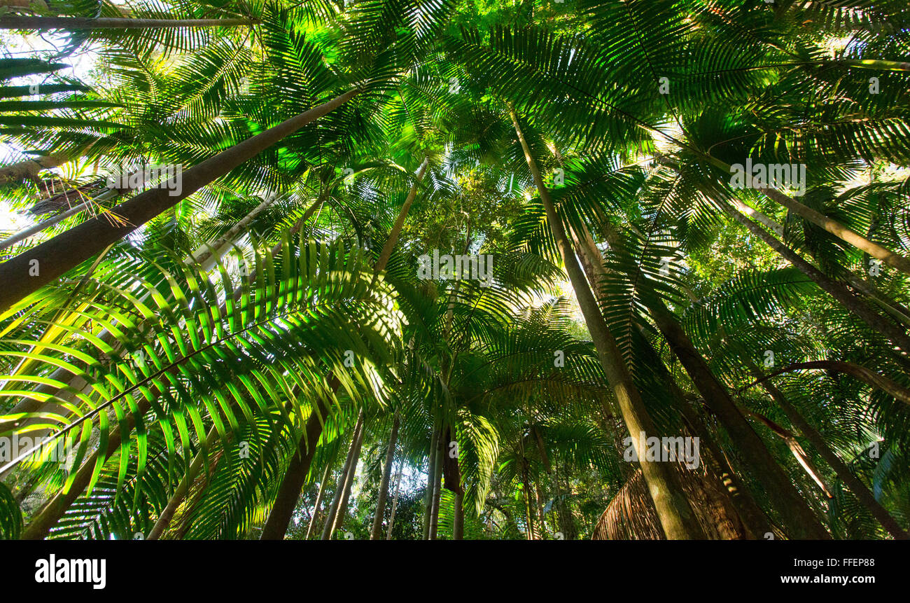 Le palme in una lussureggiante foresta pluviale subtropicale, tisana National Park, NSW, Australia Foto Stock