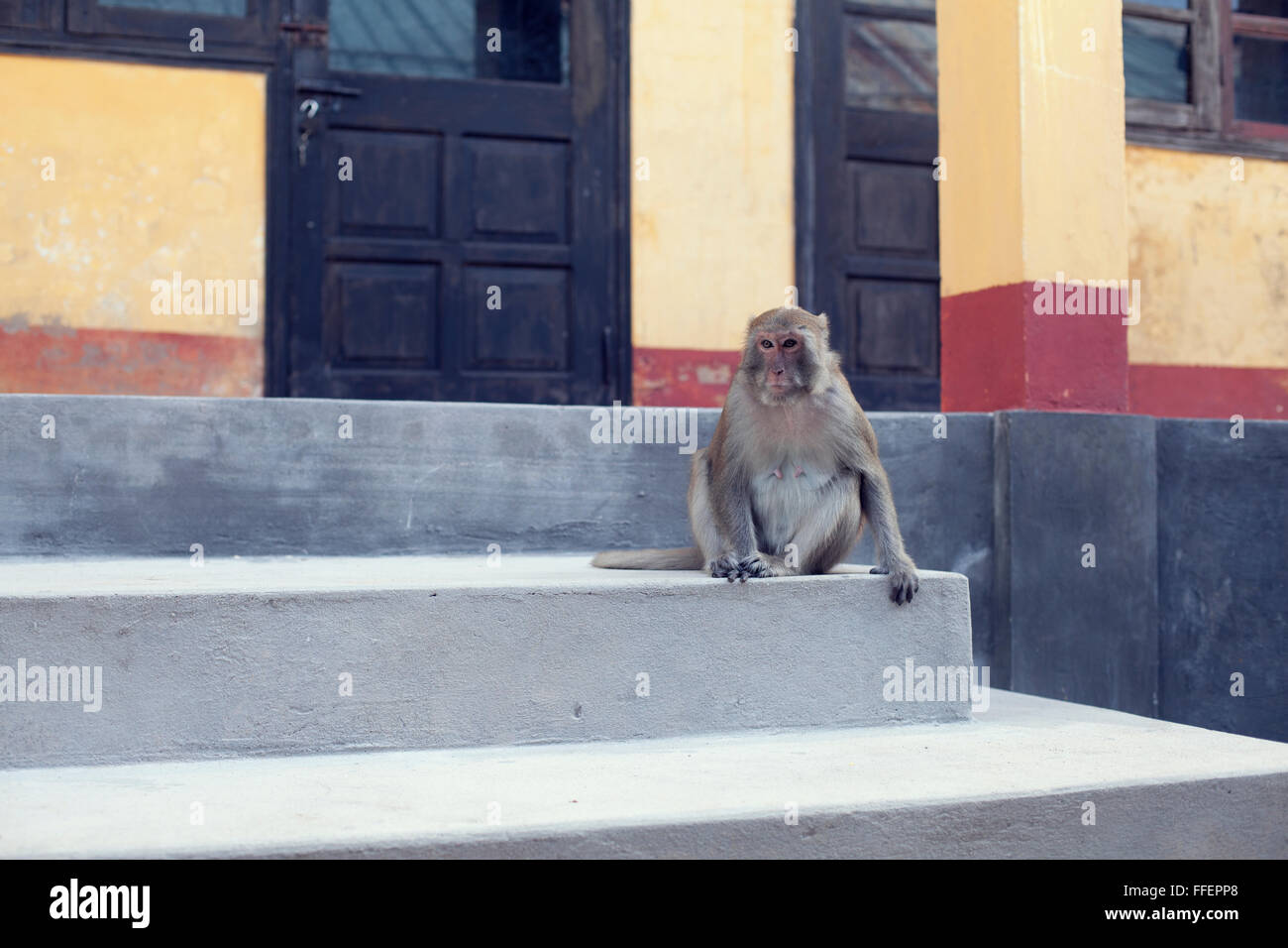 Una scimmia seduta al di fuori di una casa sulla Monkey Island, Cat Ba, Vietnam. Foto Stock