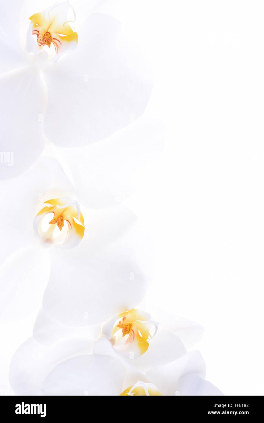 Testa di orchidea fiore su sfondo bianco Foto Stock