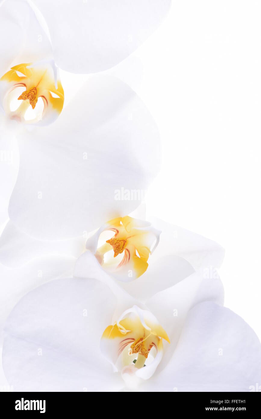 Testa di orchidea fiore su sfondo bianco Foto Stock