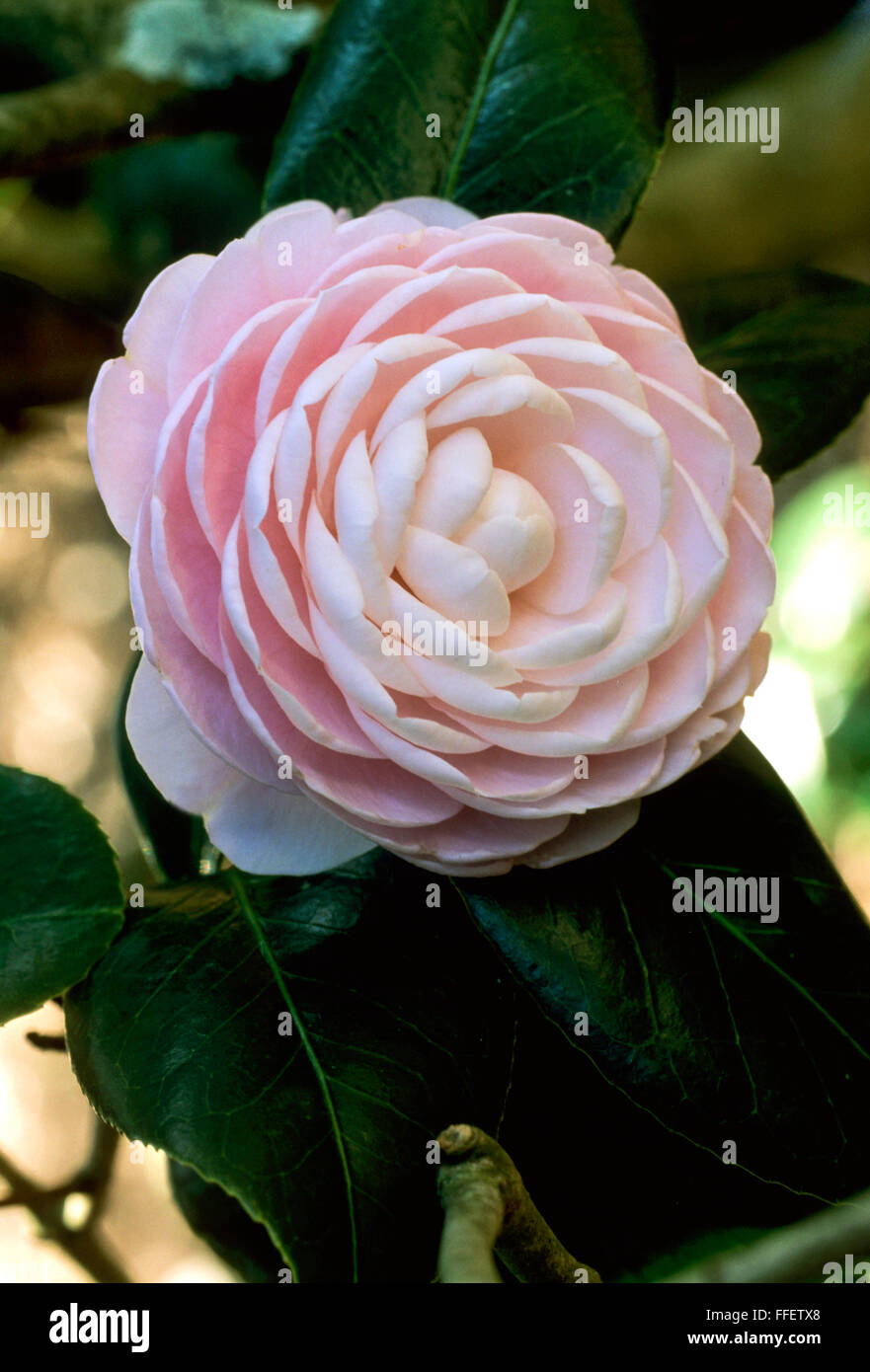 Camellia japonica Pinnk perfezione Foto Stock
