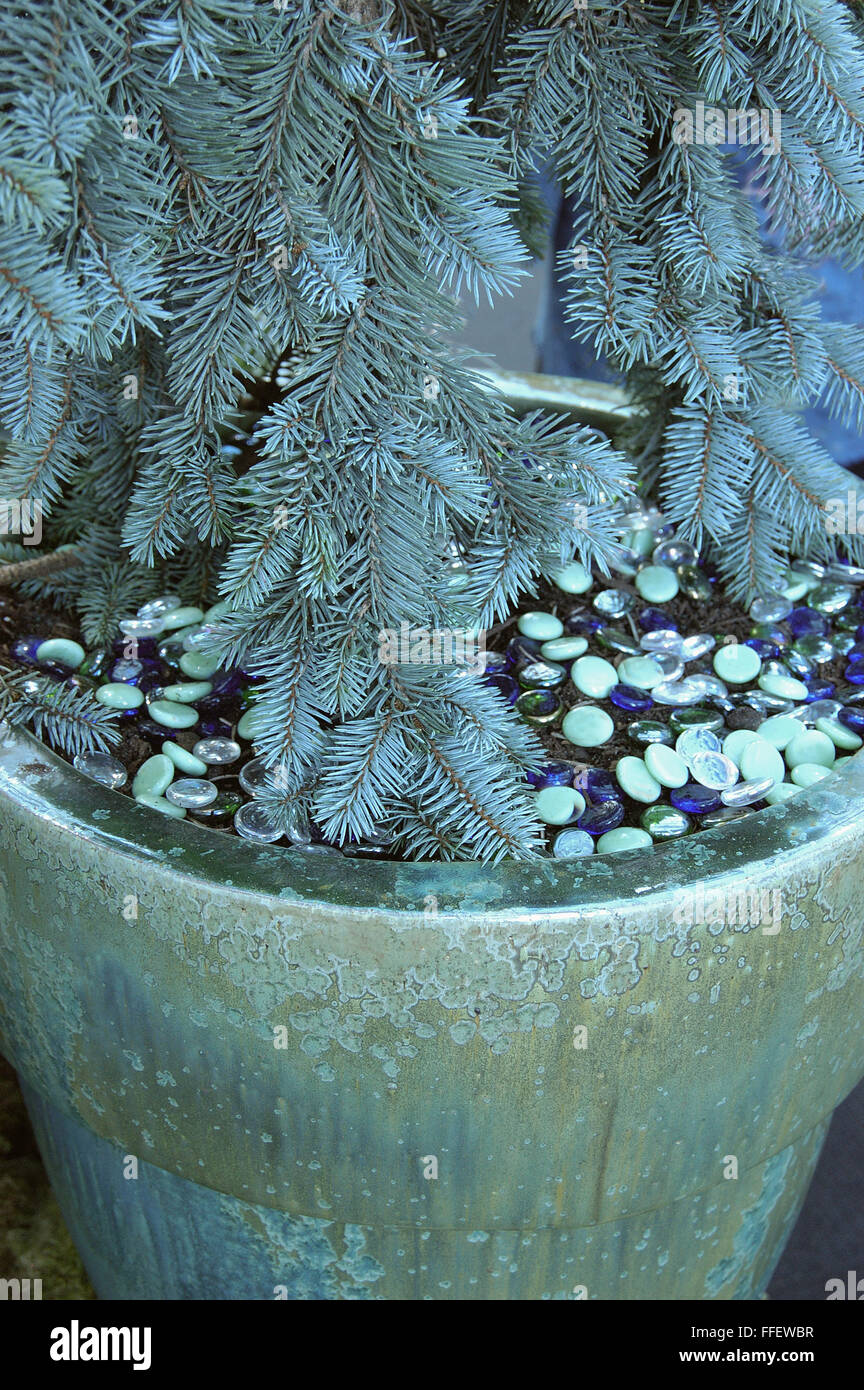 Abete rosso blu nel contenitore con marmi per topper Foto Stock