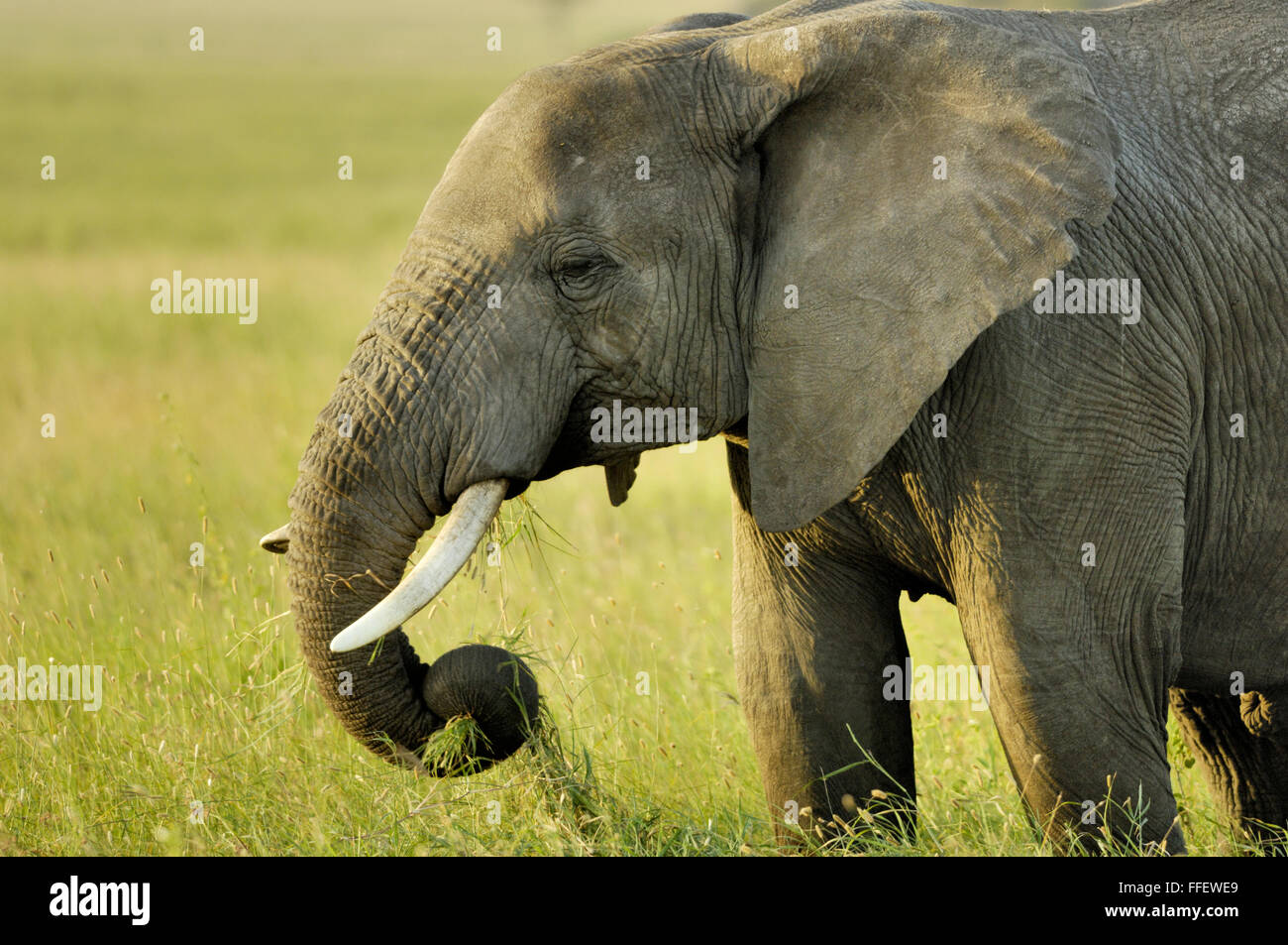 Elephant nel Serengeti Foto Stock