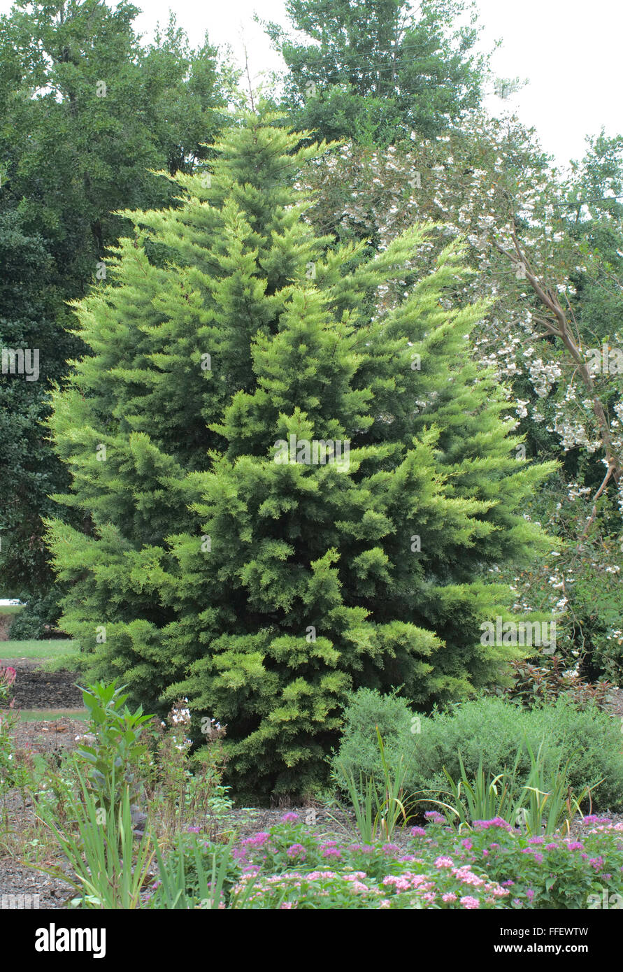 Cupressus arizonica Golden Pyramid Foto Stock