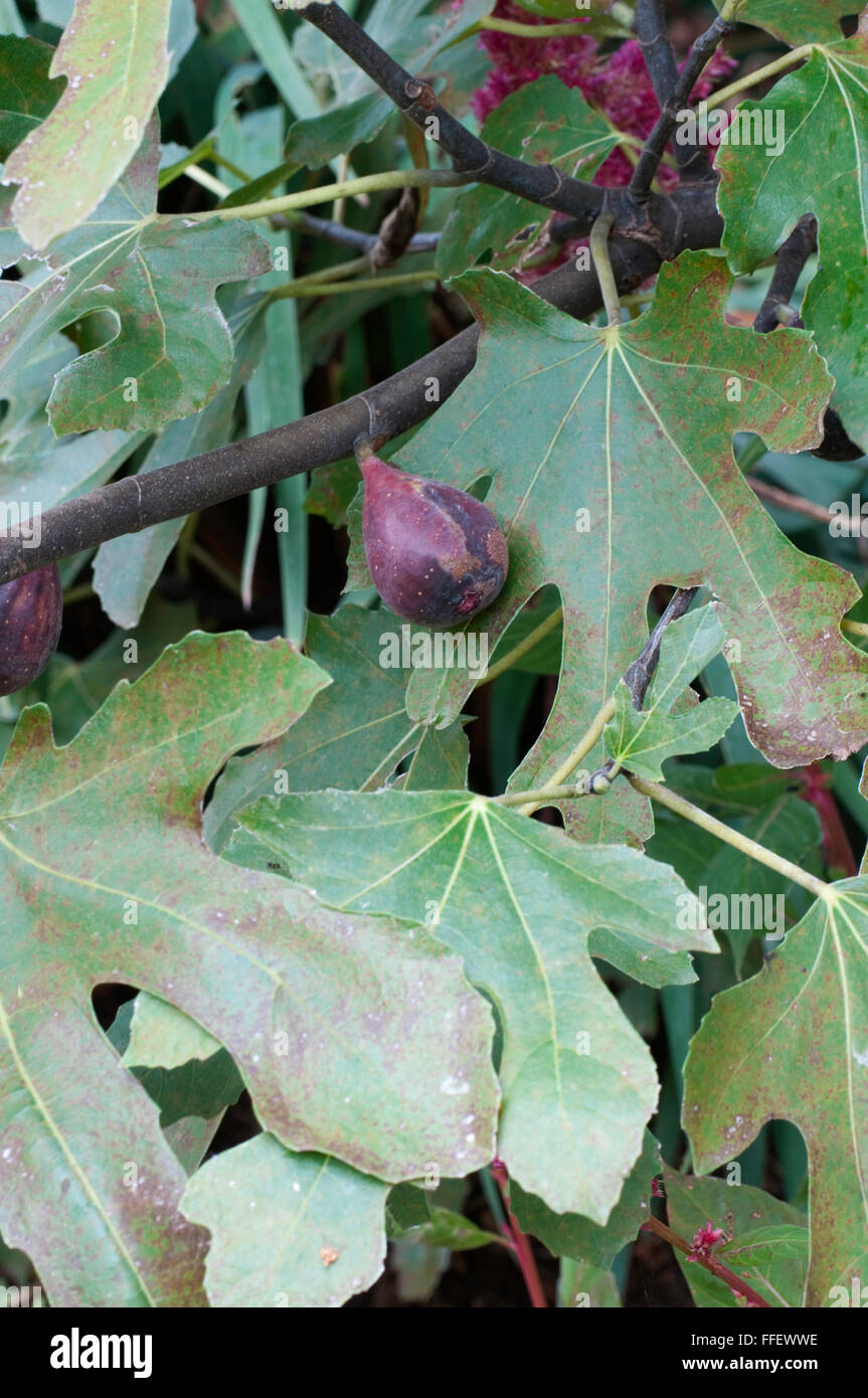 Fig,Ficus carica 'Negronne' Foto Stock