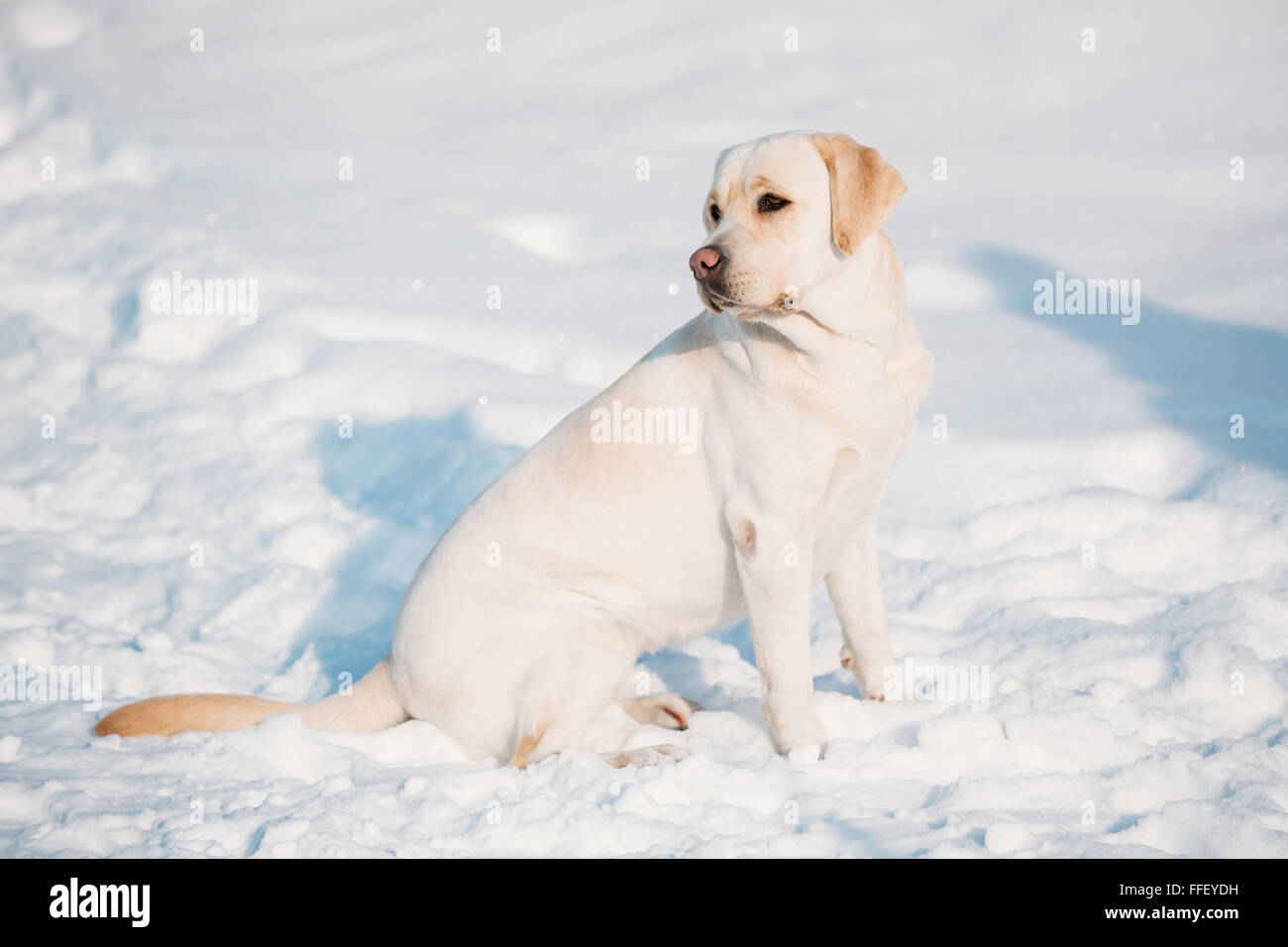 Giovani labrador cane sedersi nella neve stagione invernale. Giornata di sole Foto Stock