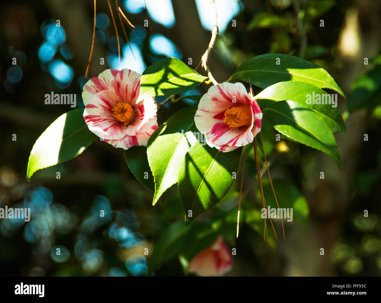 Camellia japonica tricolore Foto Stock